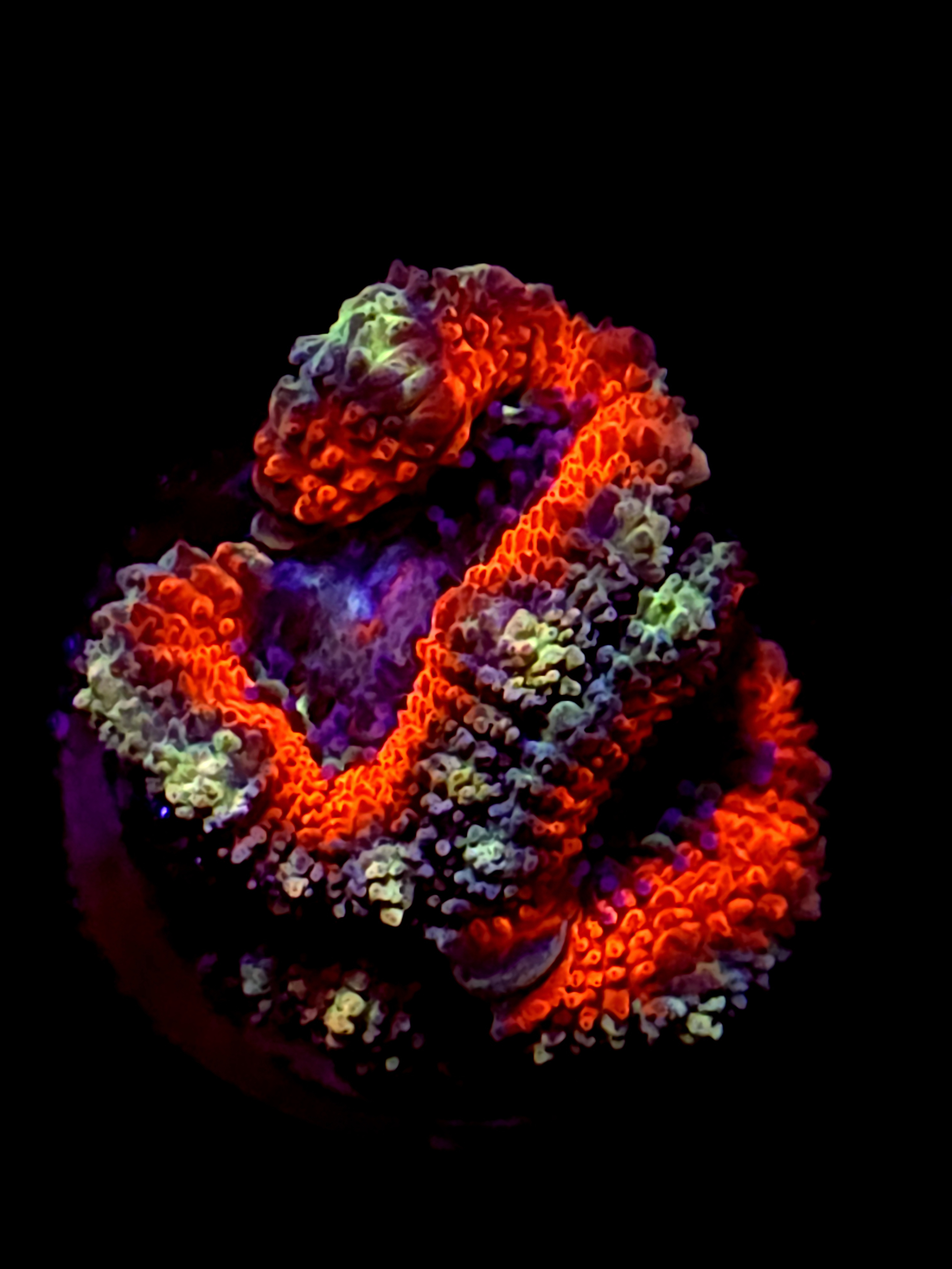 SBB "Mystery Signature" Acan 2+ Baby