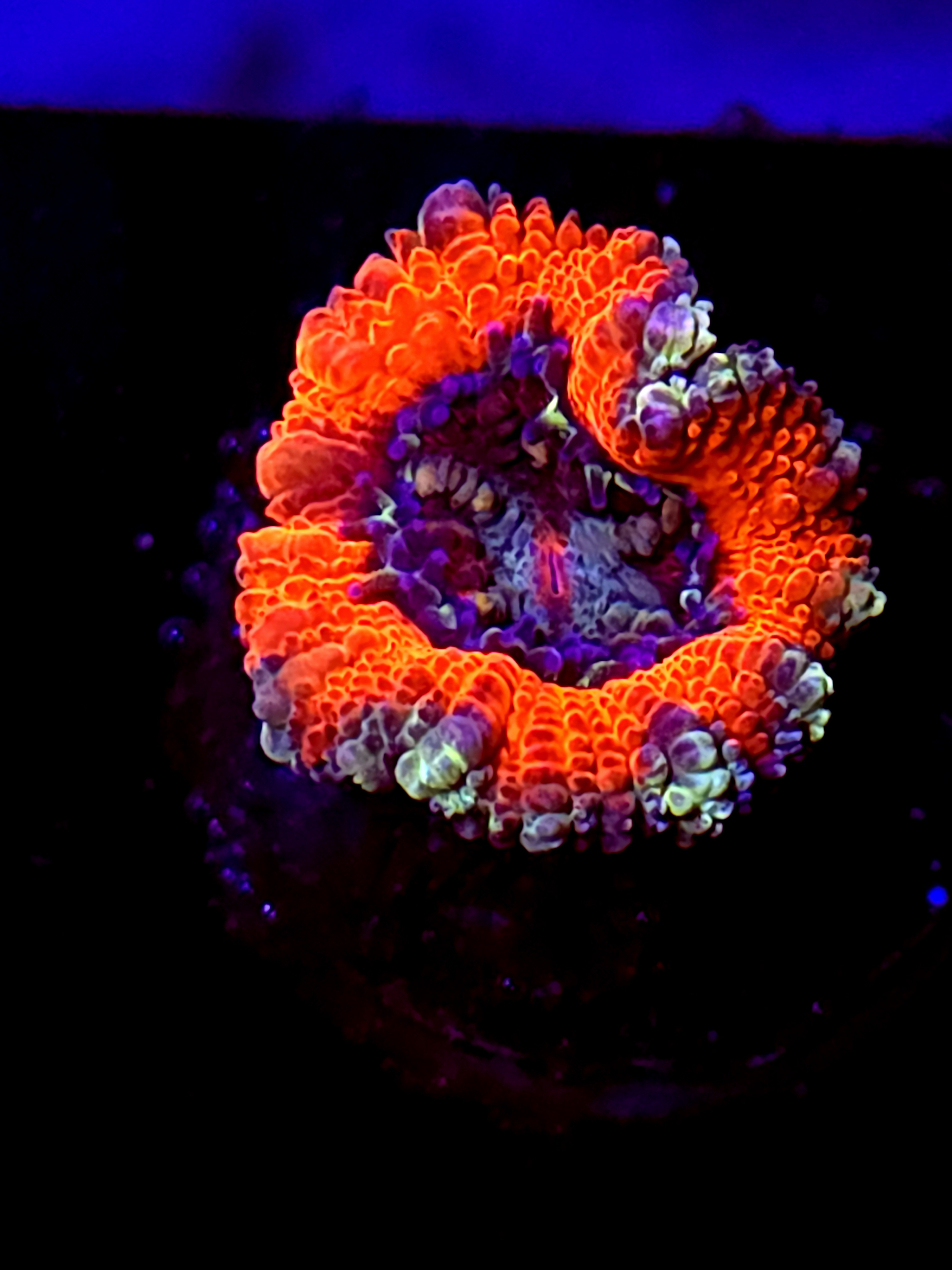 SBB "Jungle Monkey" Acan 1 Head