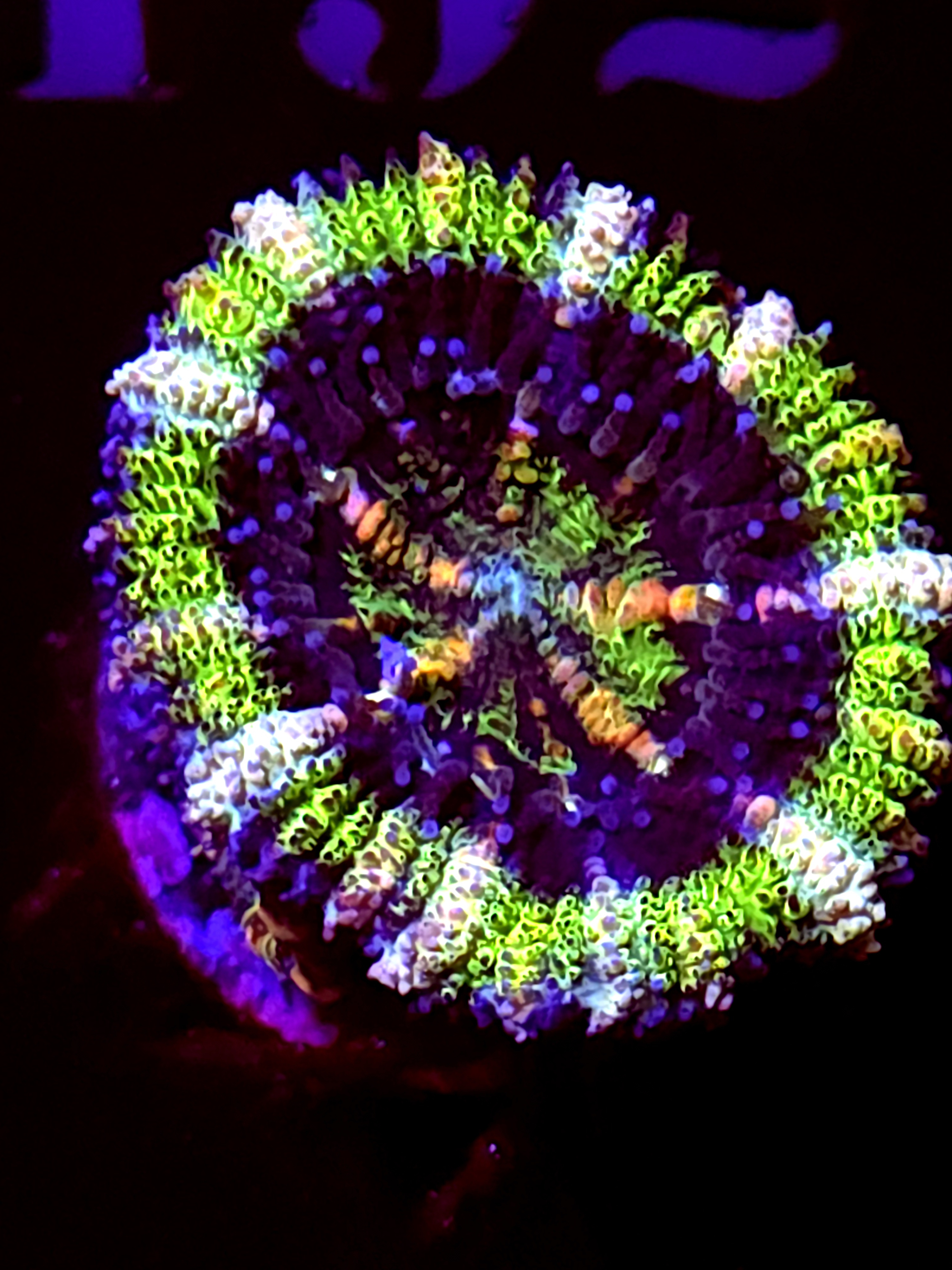 SBB "Evil Eyes" Acan 1 Head