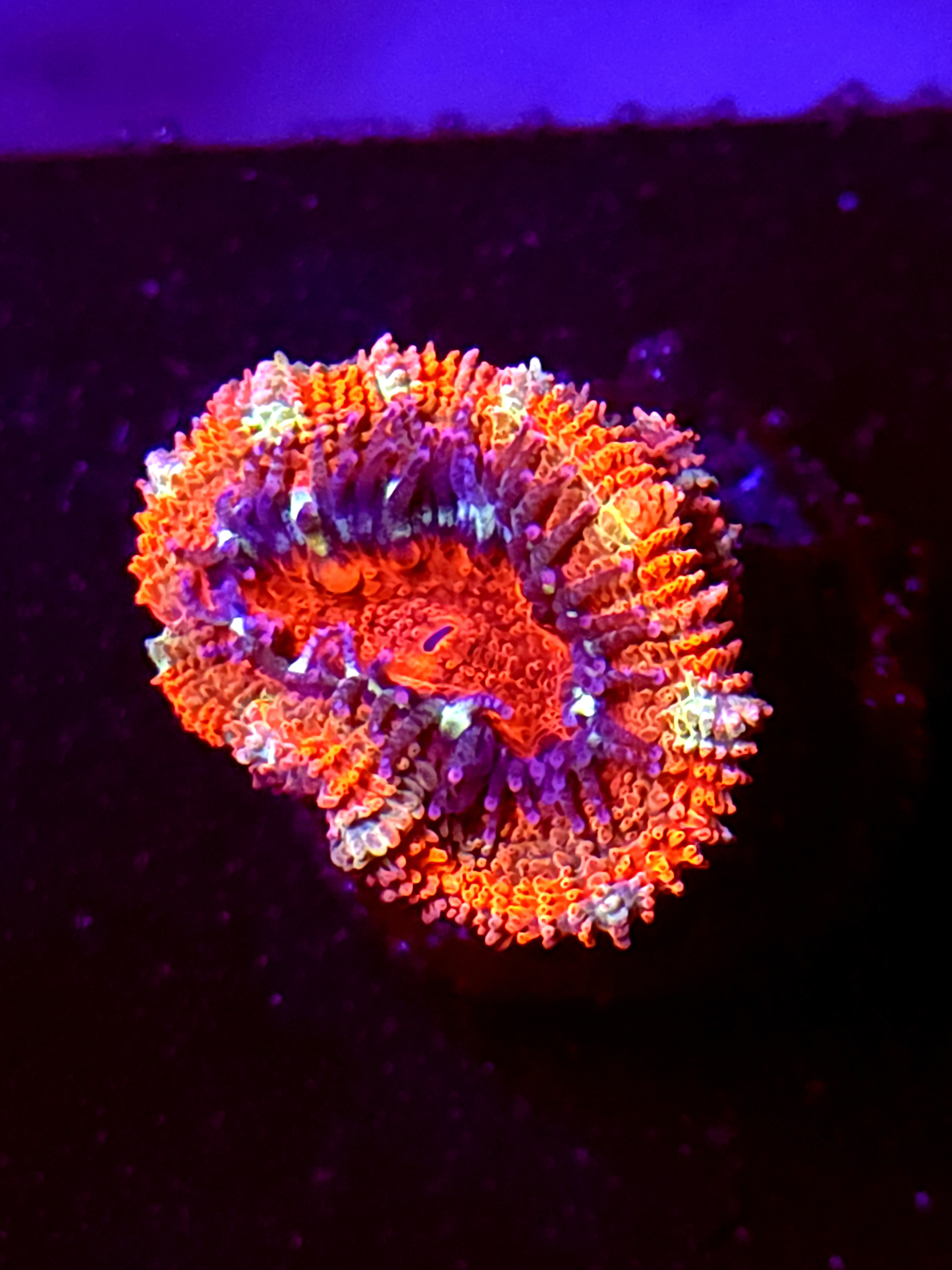 SBB "Jungle Tiger" Acan 1 Head