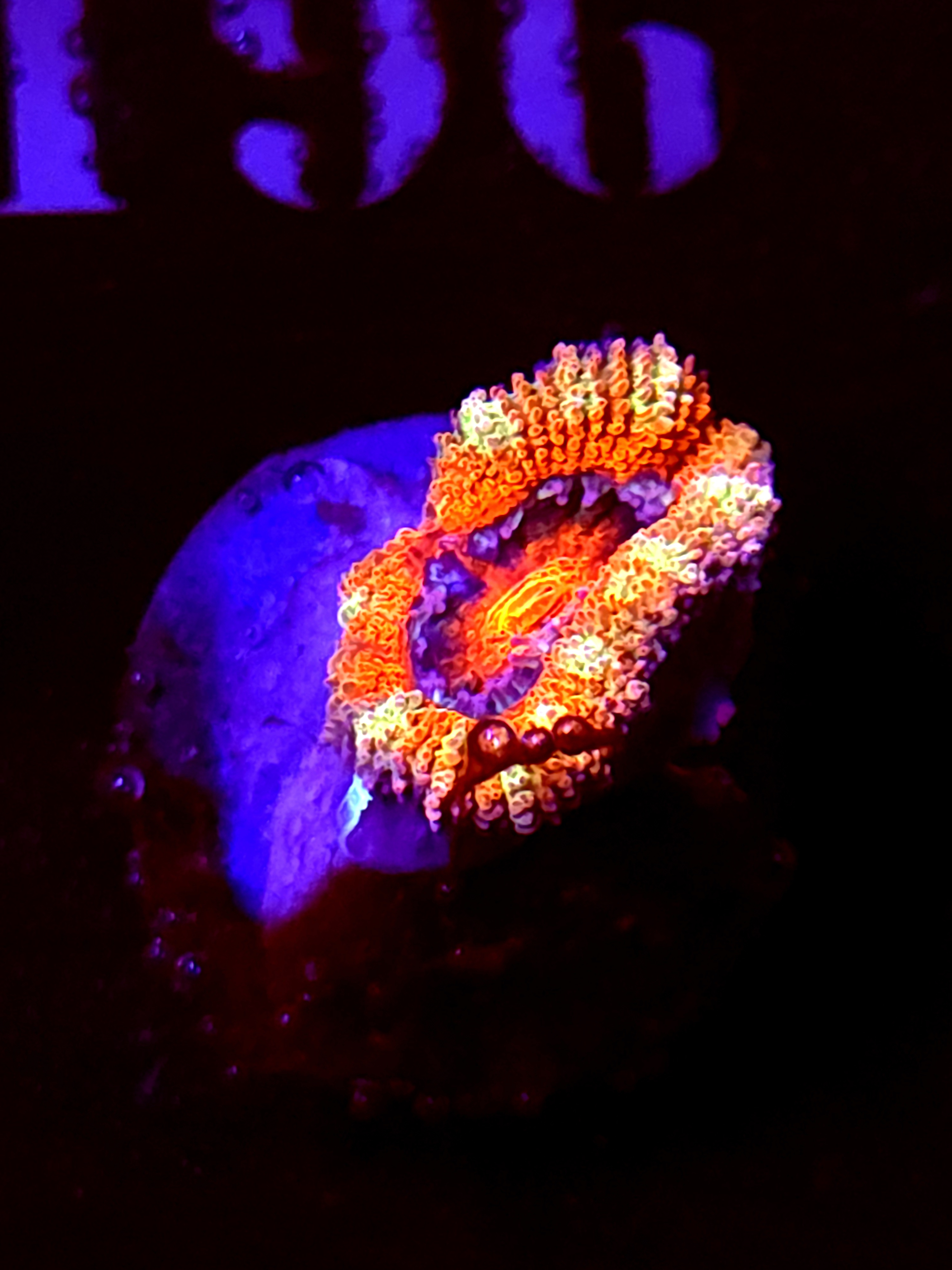 SBB "Pyro Candy" Acan 1 Heads