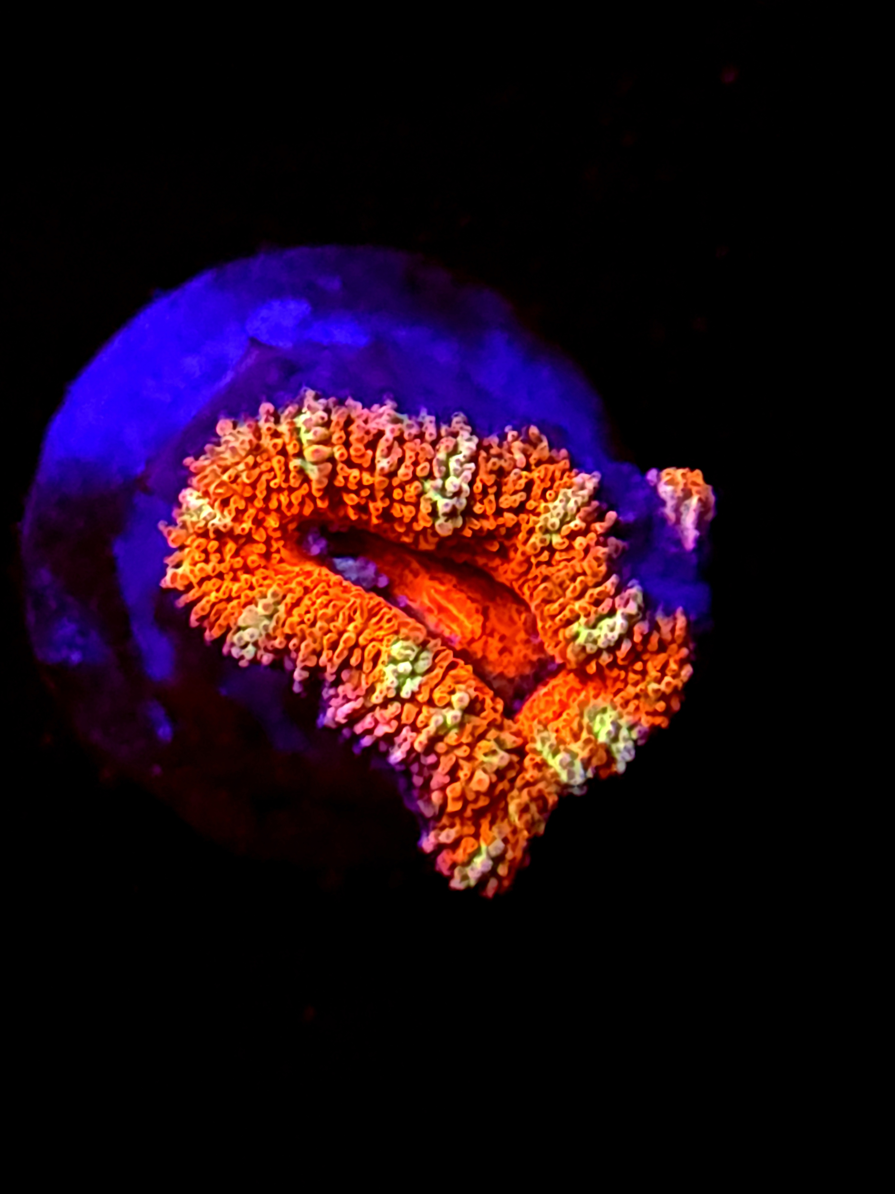 SBB "Pyro Candy" Acan 1 Heads