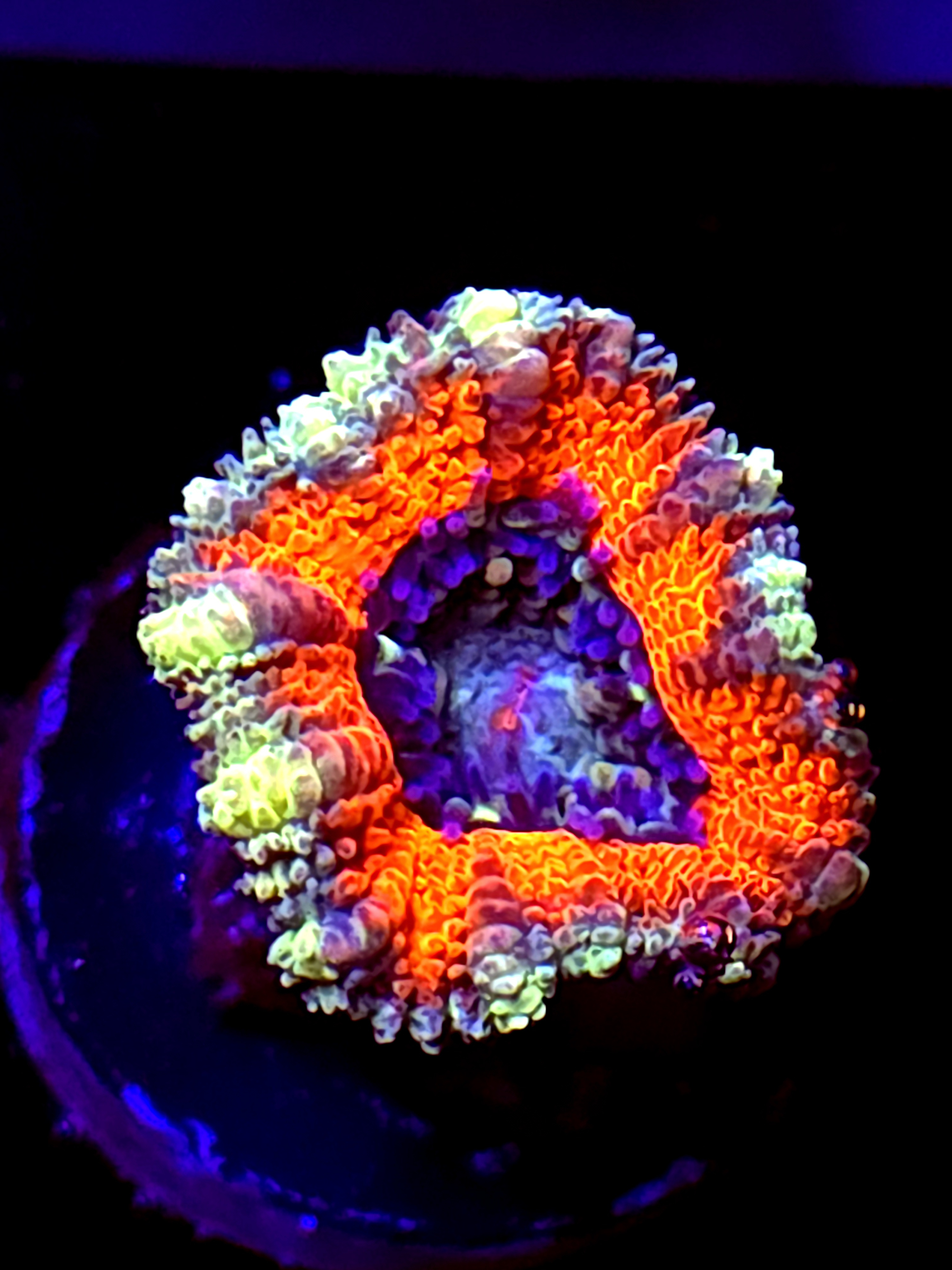 SBB "Jungle Monkey" Acan 1 Head