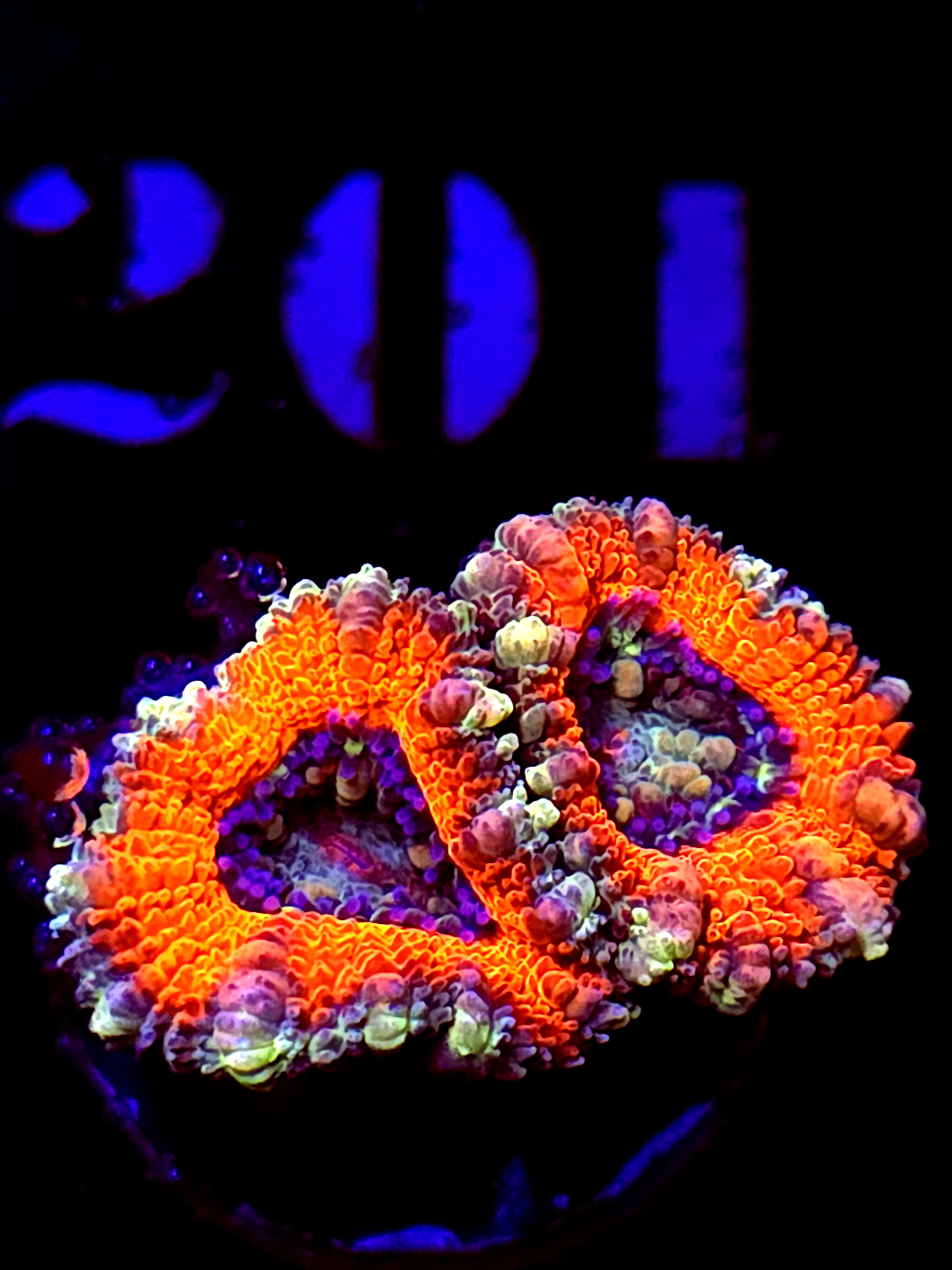 SBB "Jungle Monkey" Acan 2 Heads