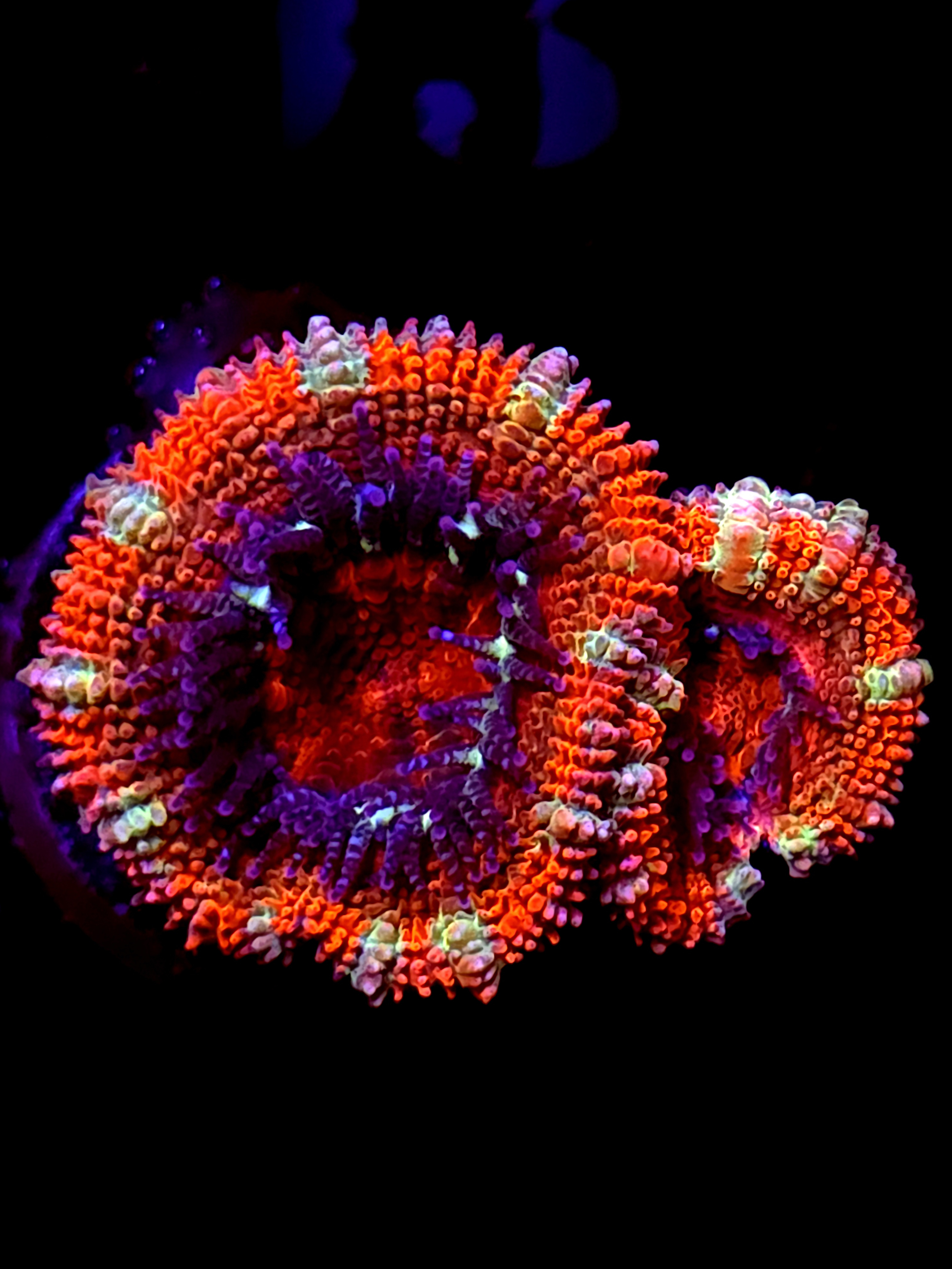 SBB "Jungle Tiger" Acan 2 Heads