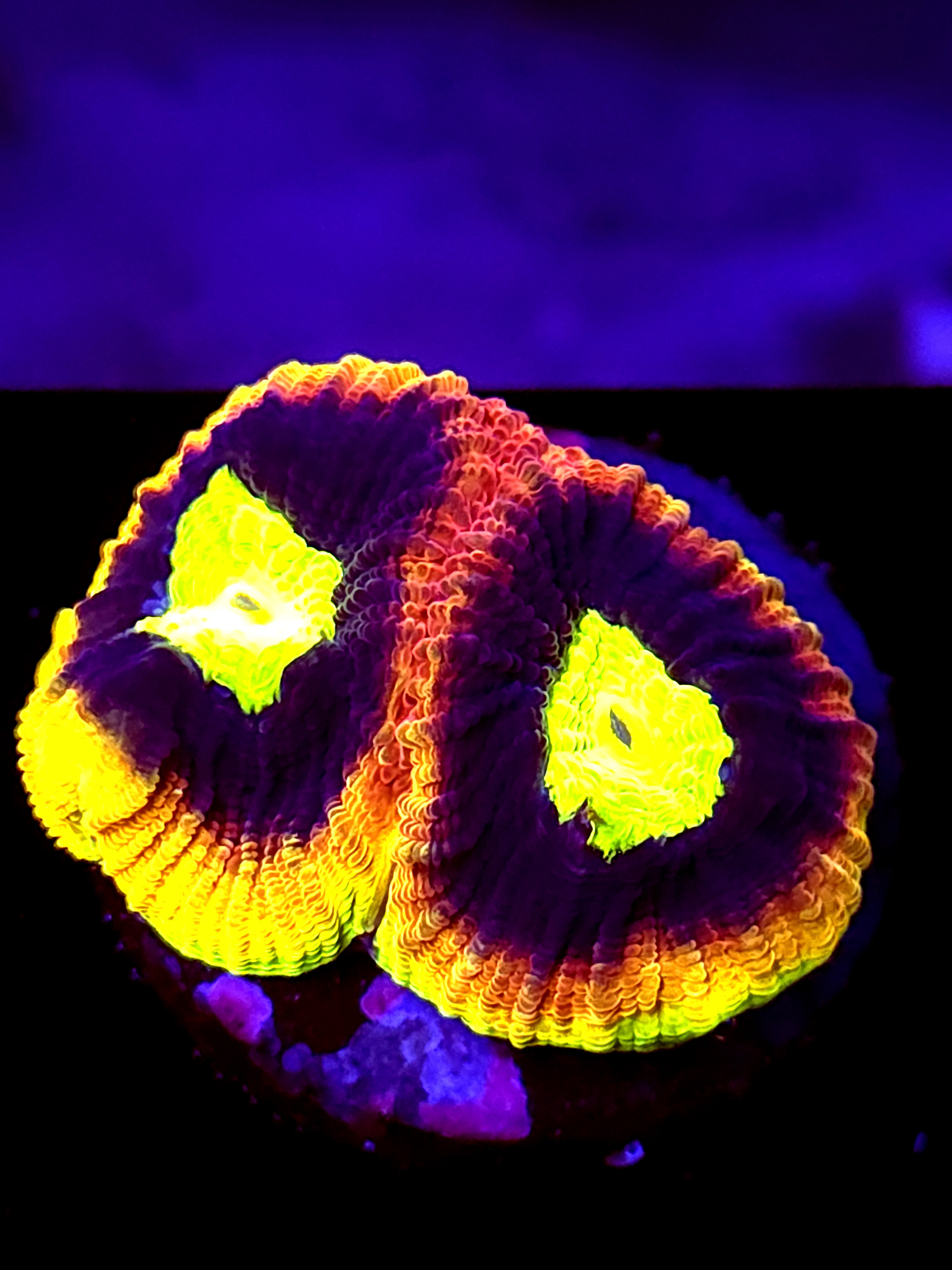 SBB "Mystery Signature" Favia 2 Heads