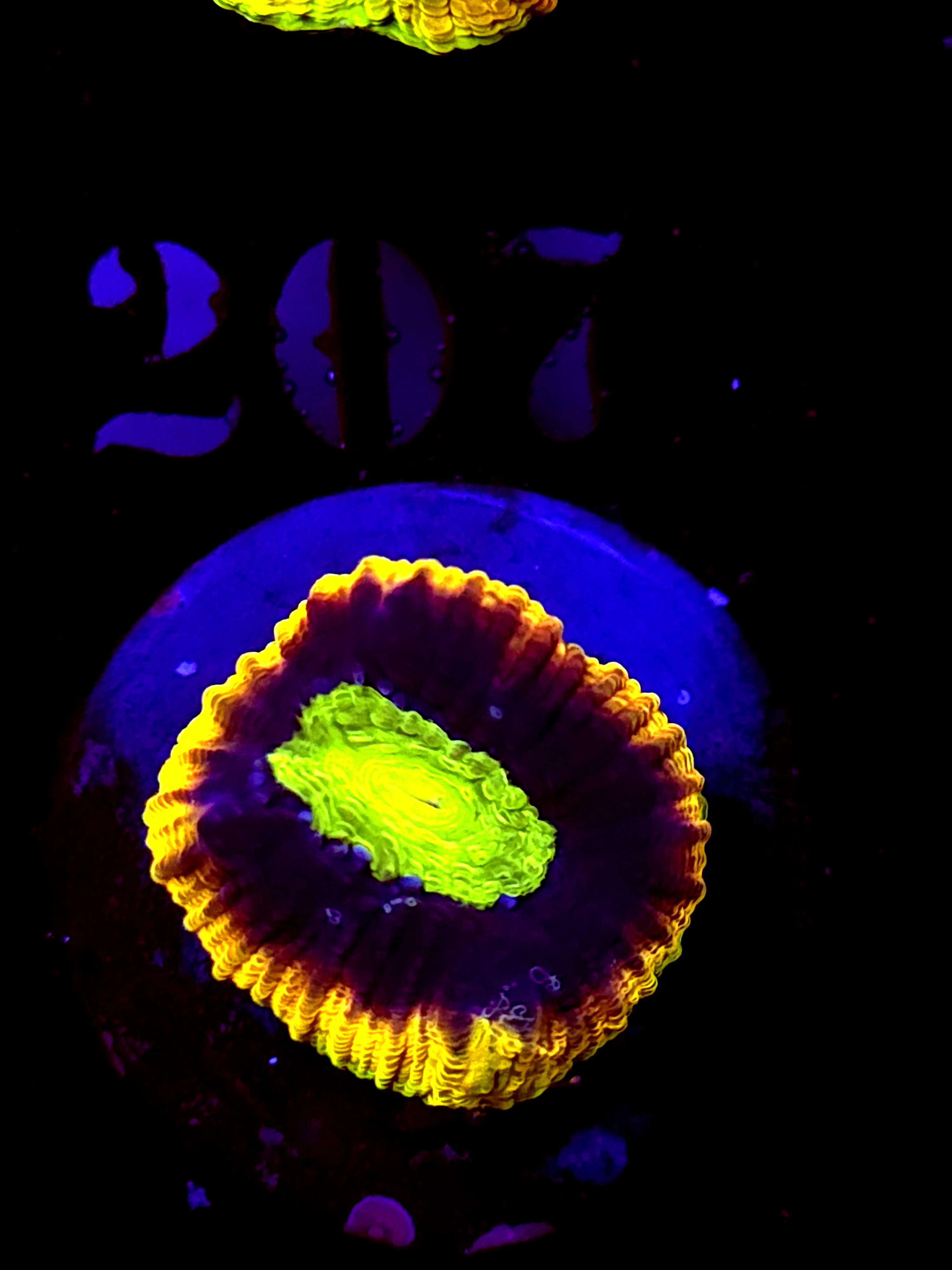 SBB "Dragon Soul" Favia 1 Heads