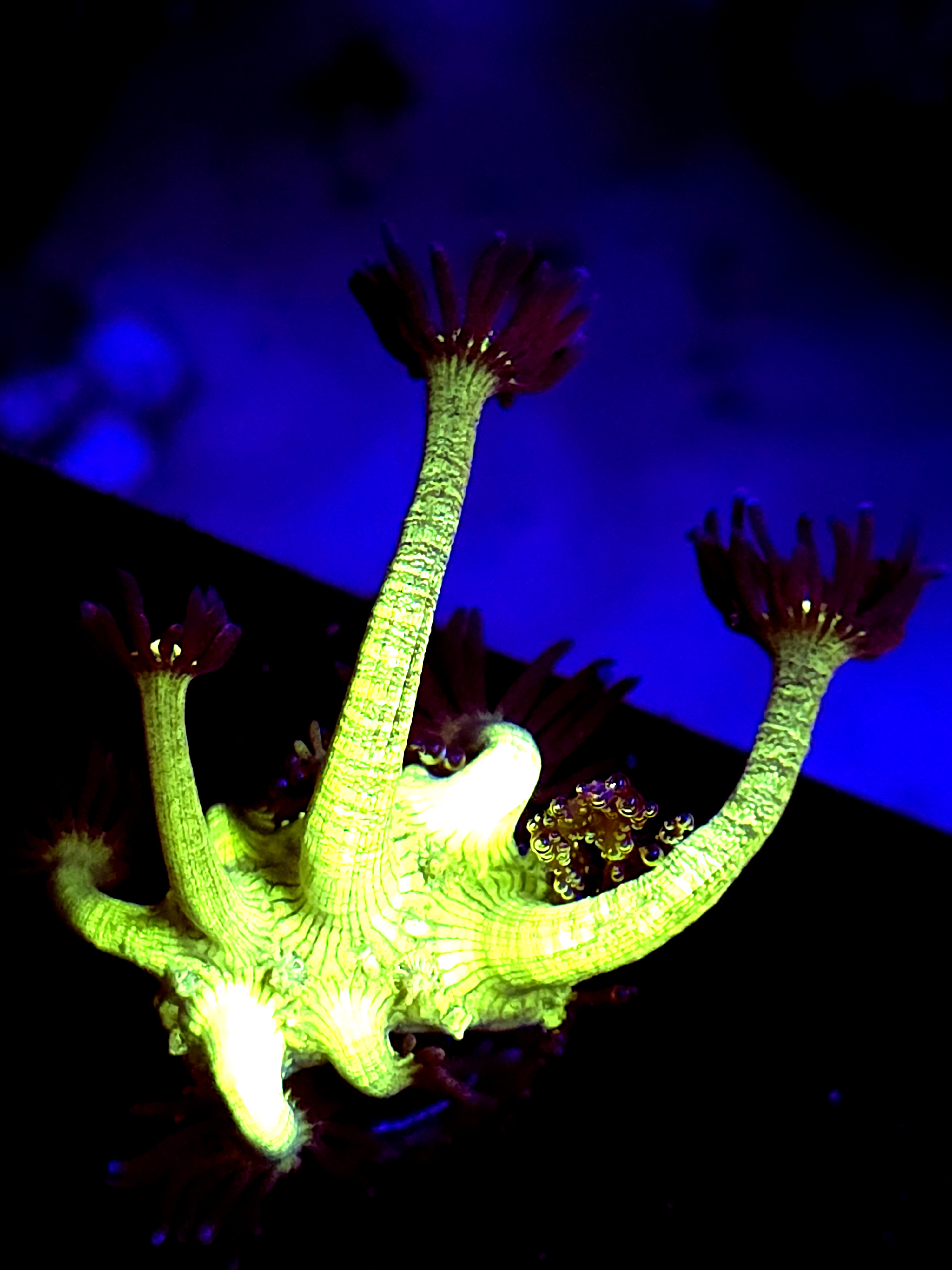 SBB "Gemstone" Goni Medium