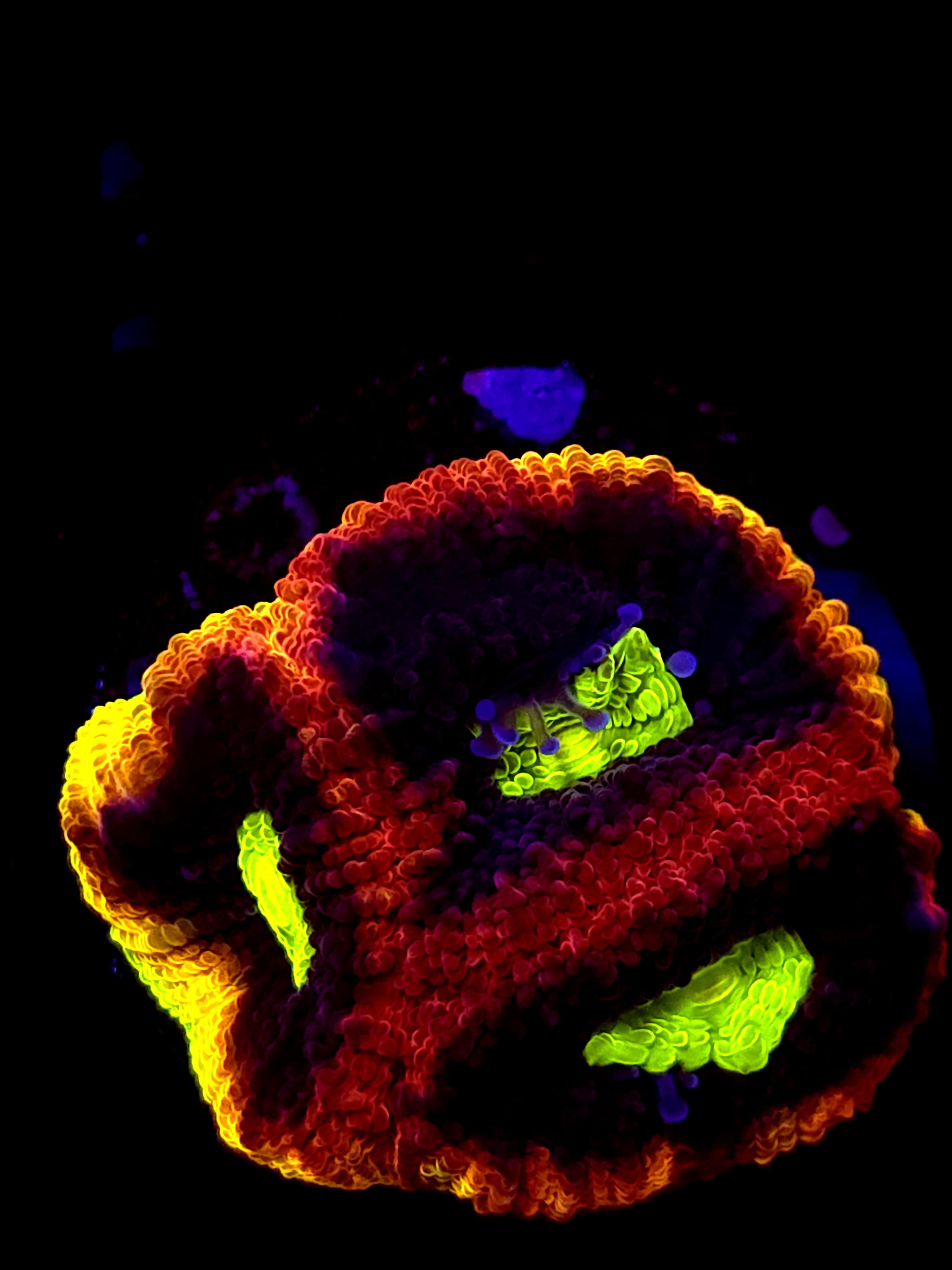 SBB "Mystery Signature" Favia 3 Heads