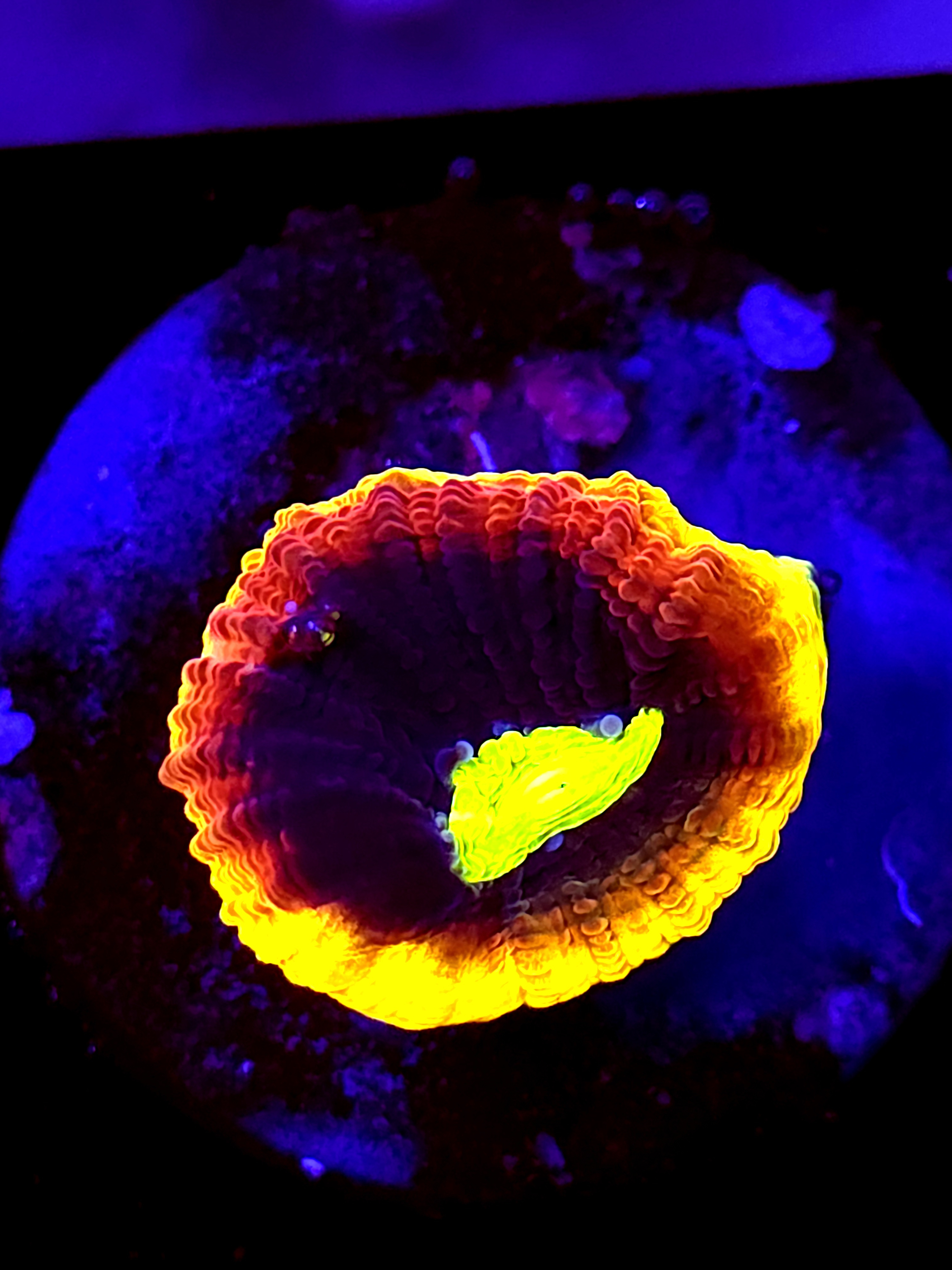 SBB "Dragon Soul" Favia 1 Heads