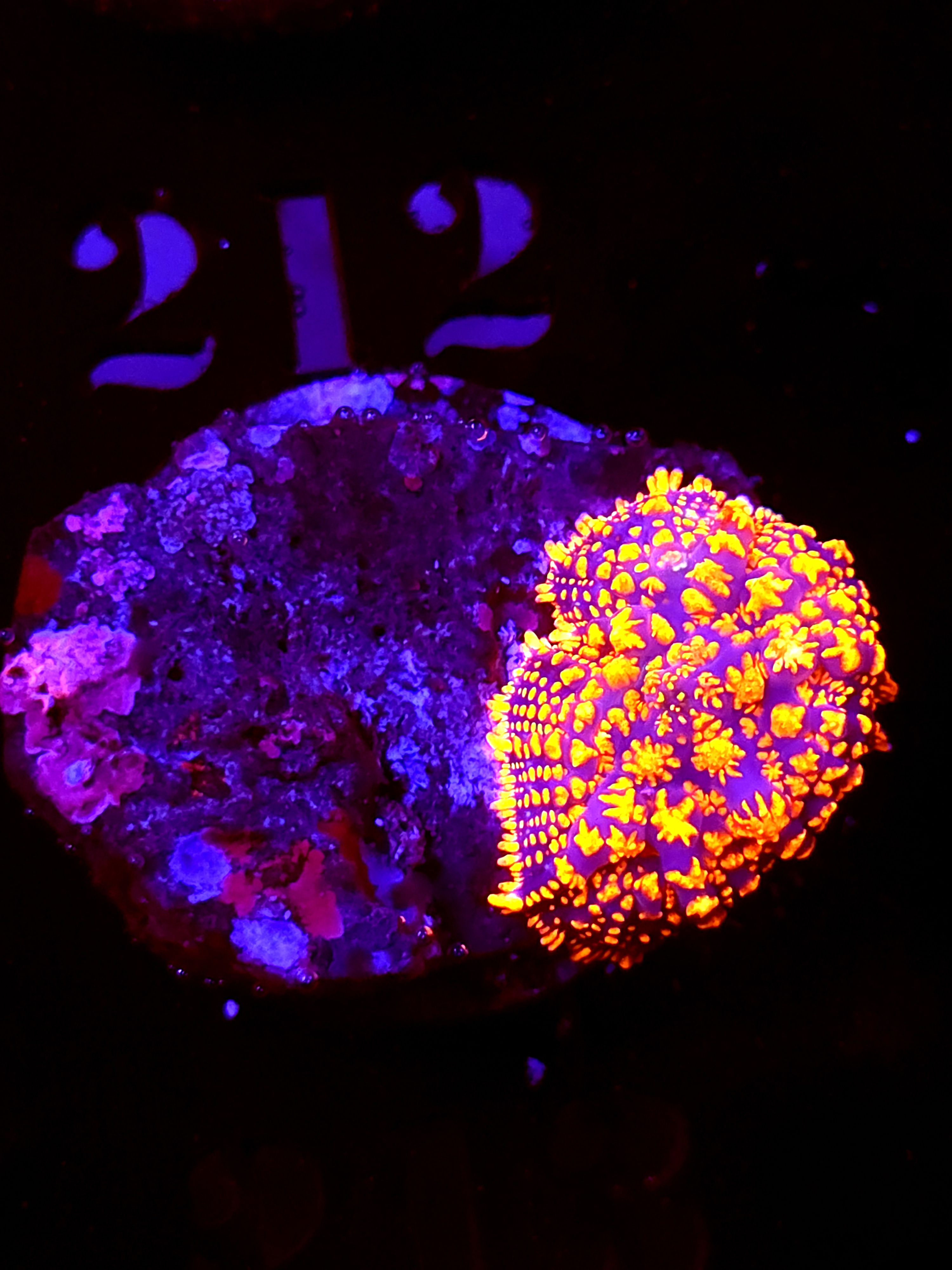 SBB "No Name" Mushroom Medium