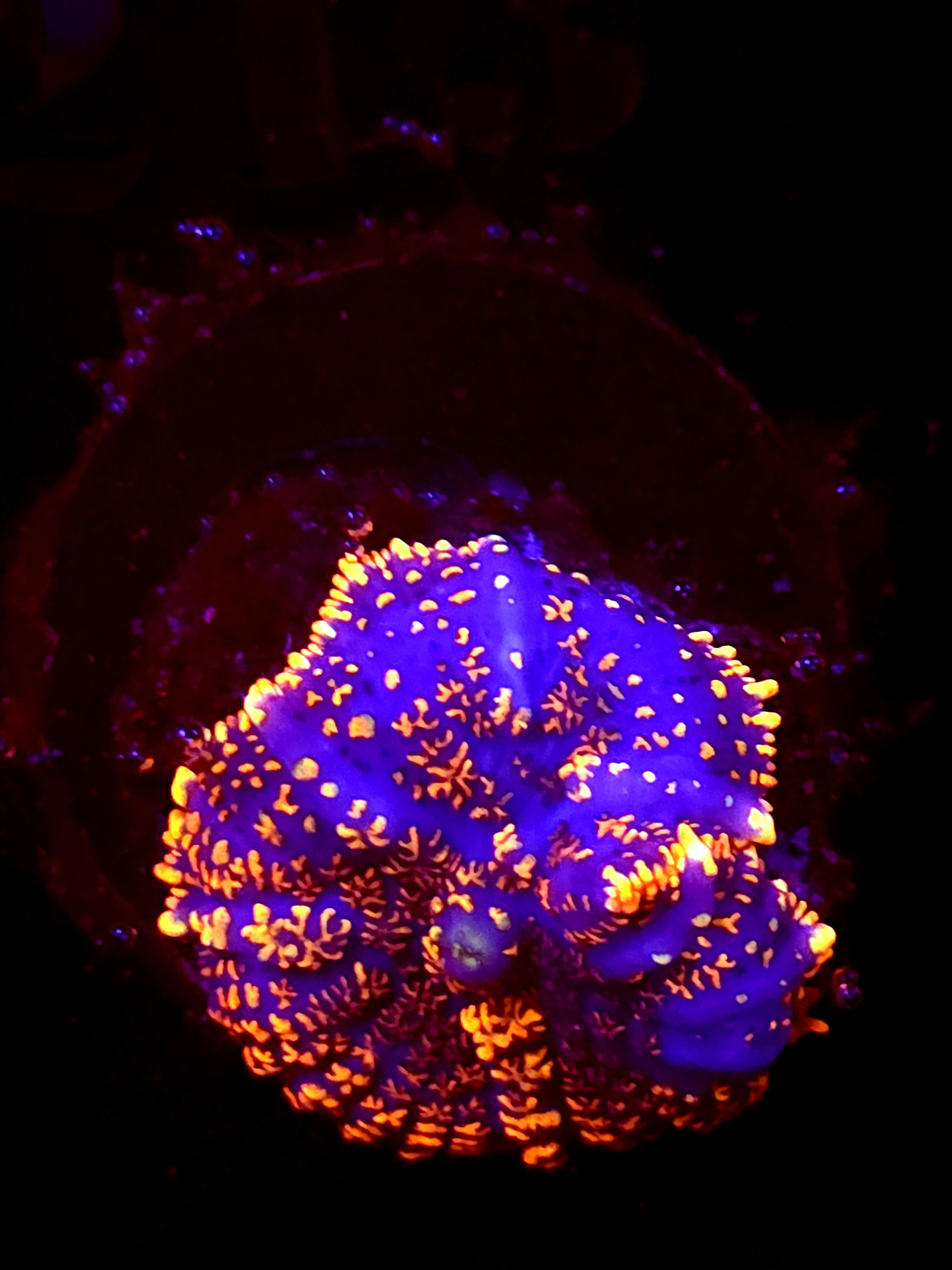 SBB "Moon Crater" Mushroom Small