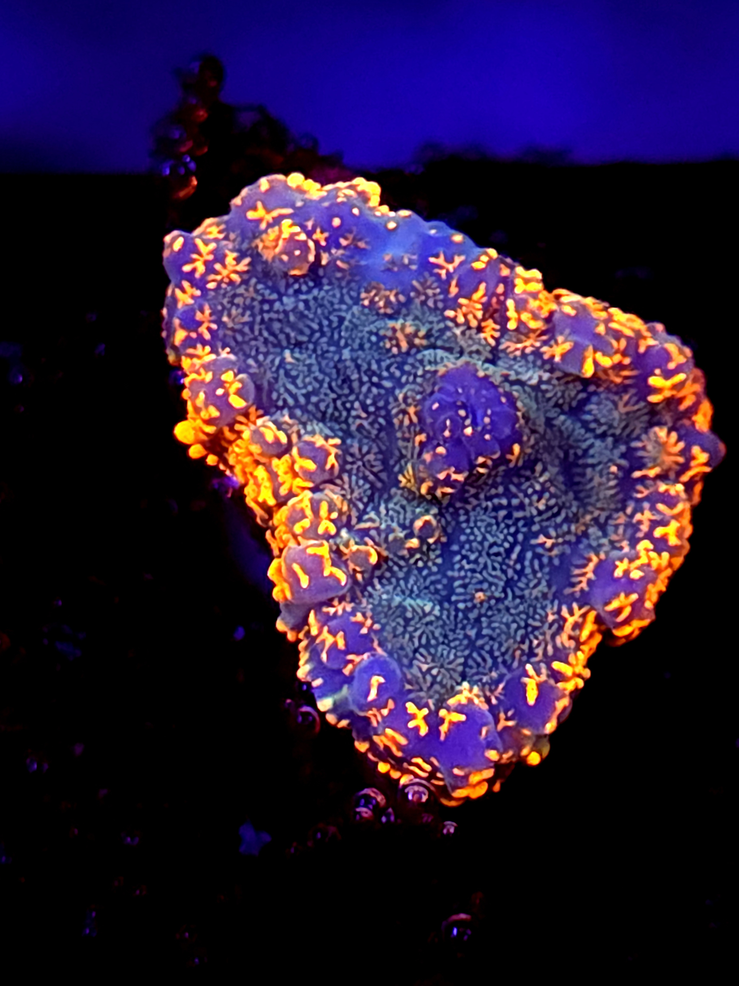 SBB "Mystery Signature" Mushroom Small