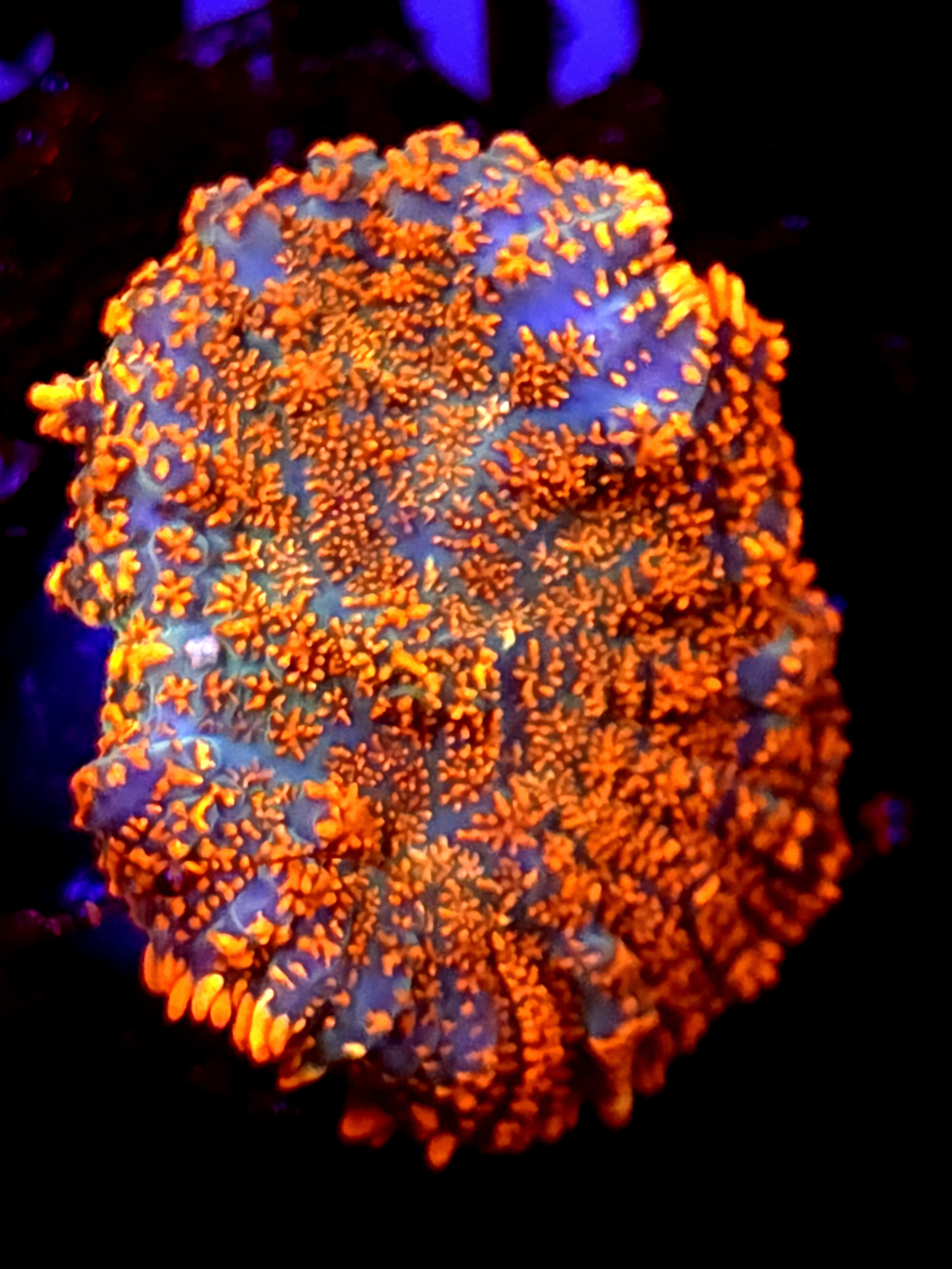 SBB "Super Saiyan" Mushroom Large