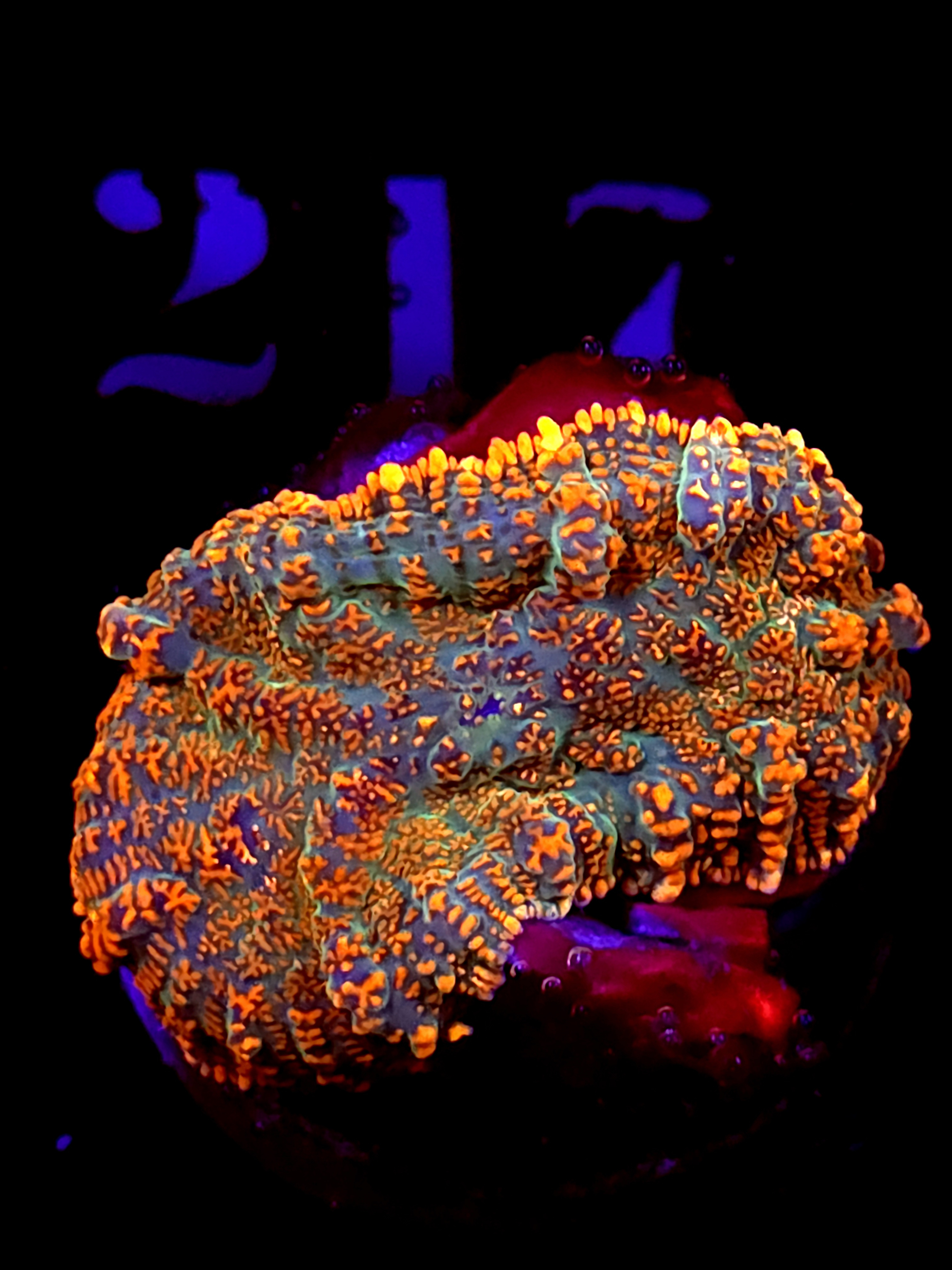 SBB "Super Saiyan" Mushroom Large