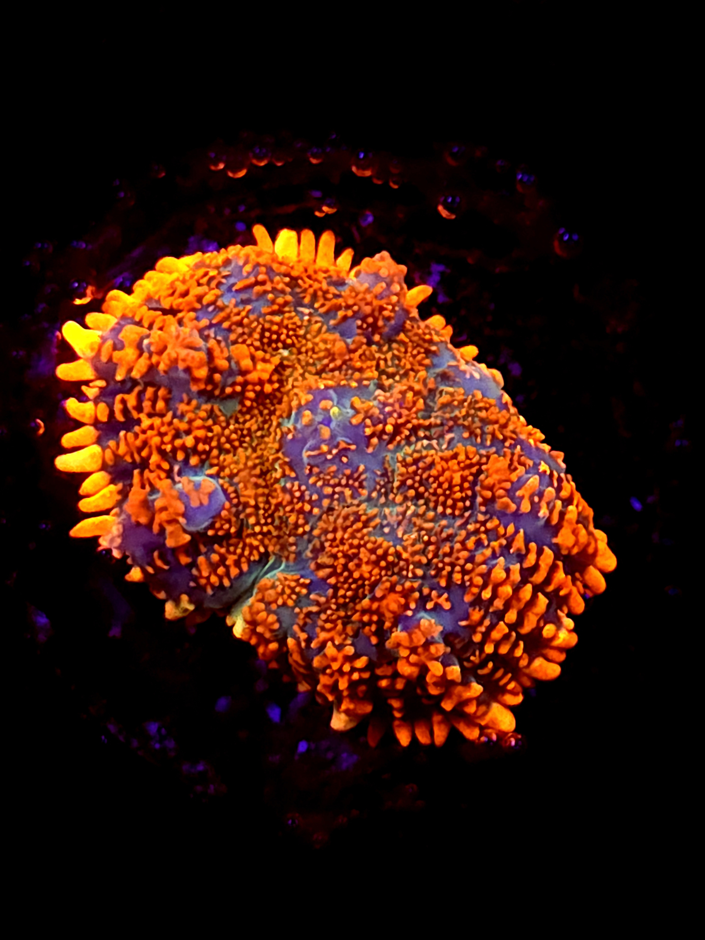 SBB "Mystery Signature" Mushroom Medium