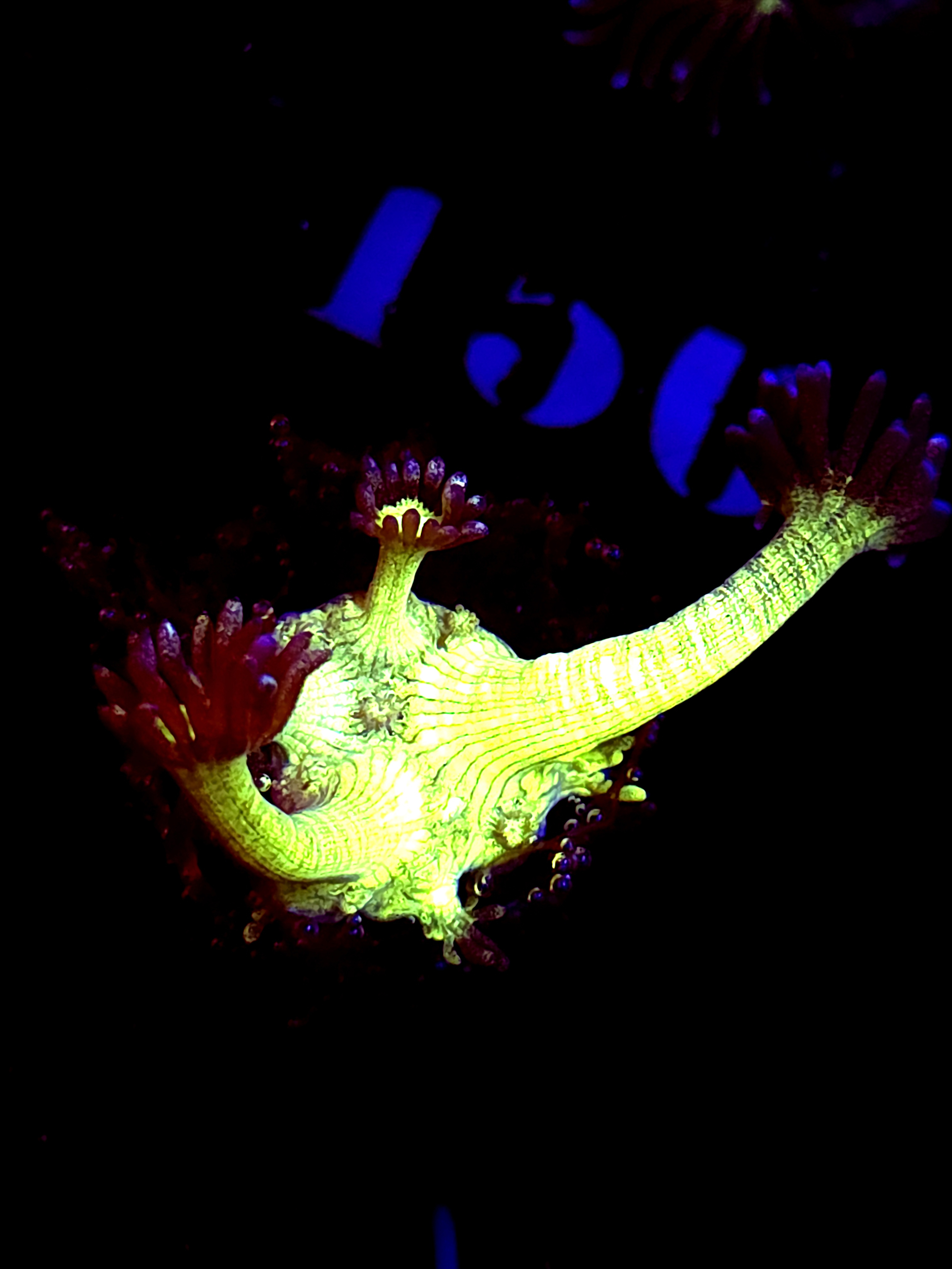 SBB "Mystery Signature" Goni Medium