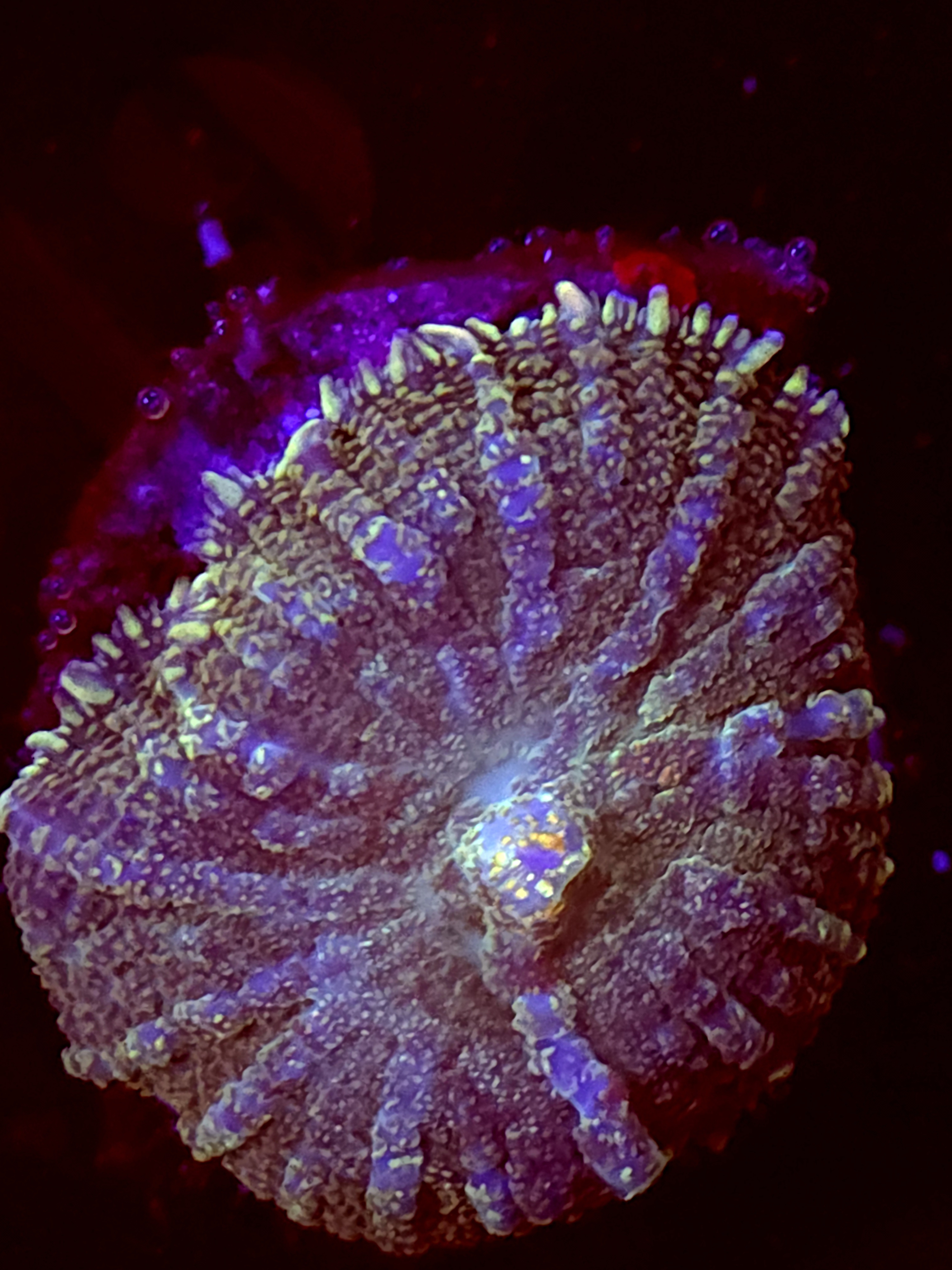 SBB "Opal Burst" Mushroom Medium