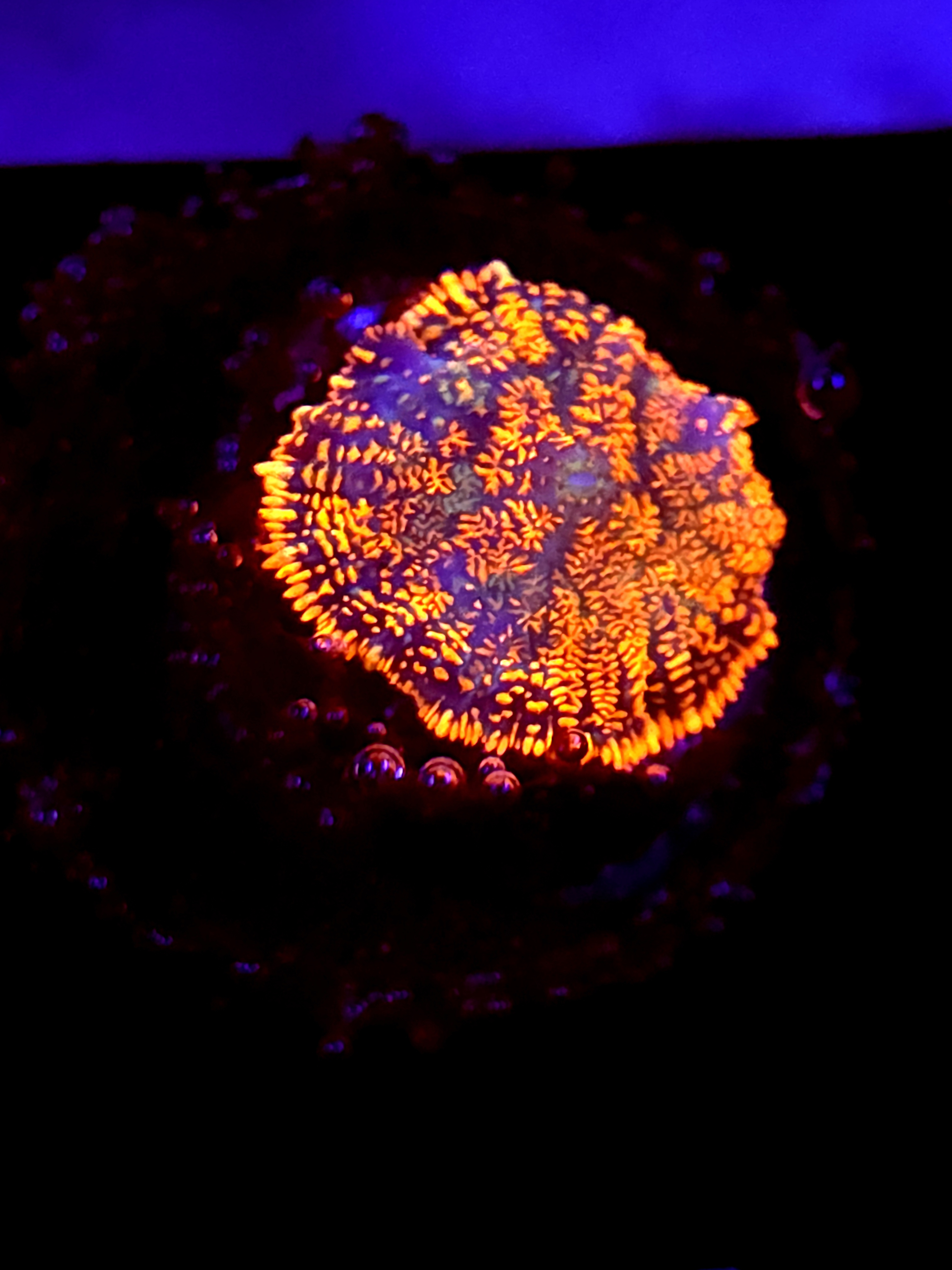 SBB "Orange Burst" Mushroom Small