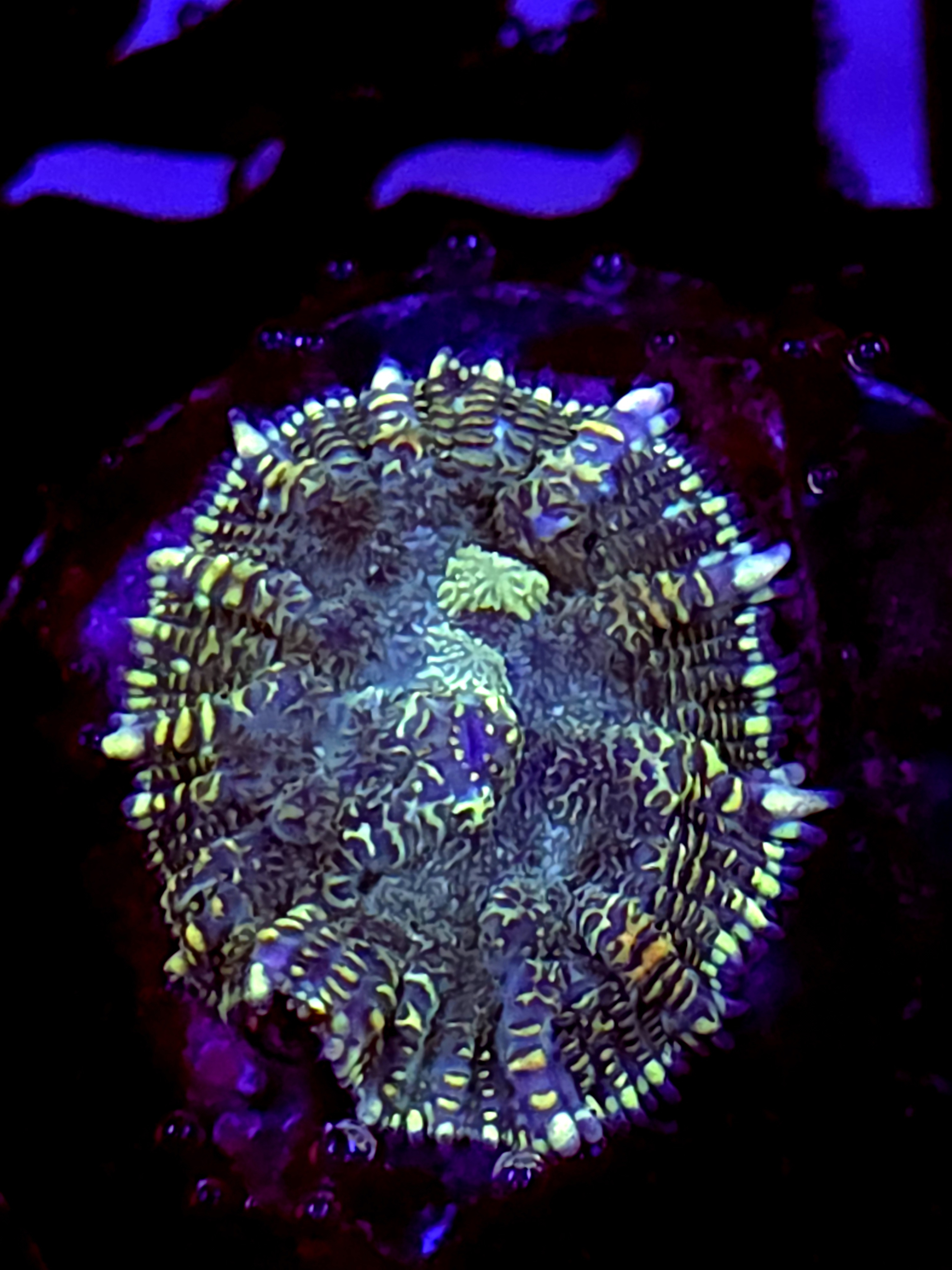 SBB "Green Bean" Mushroom Small