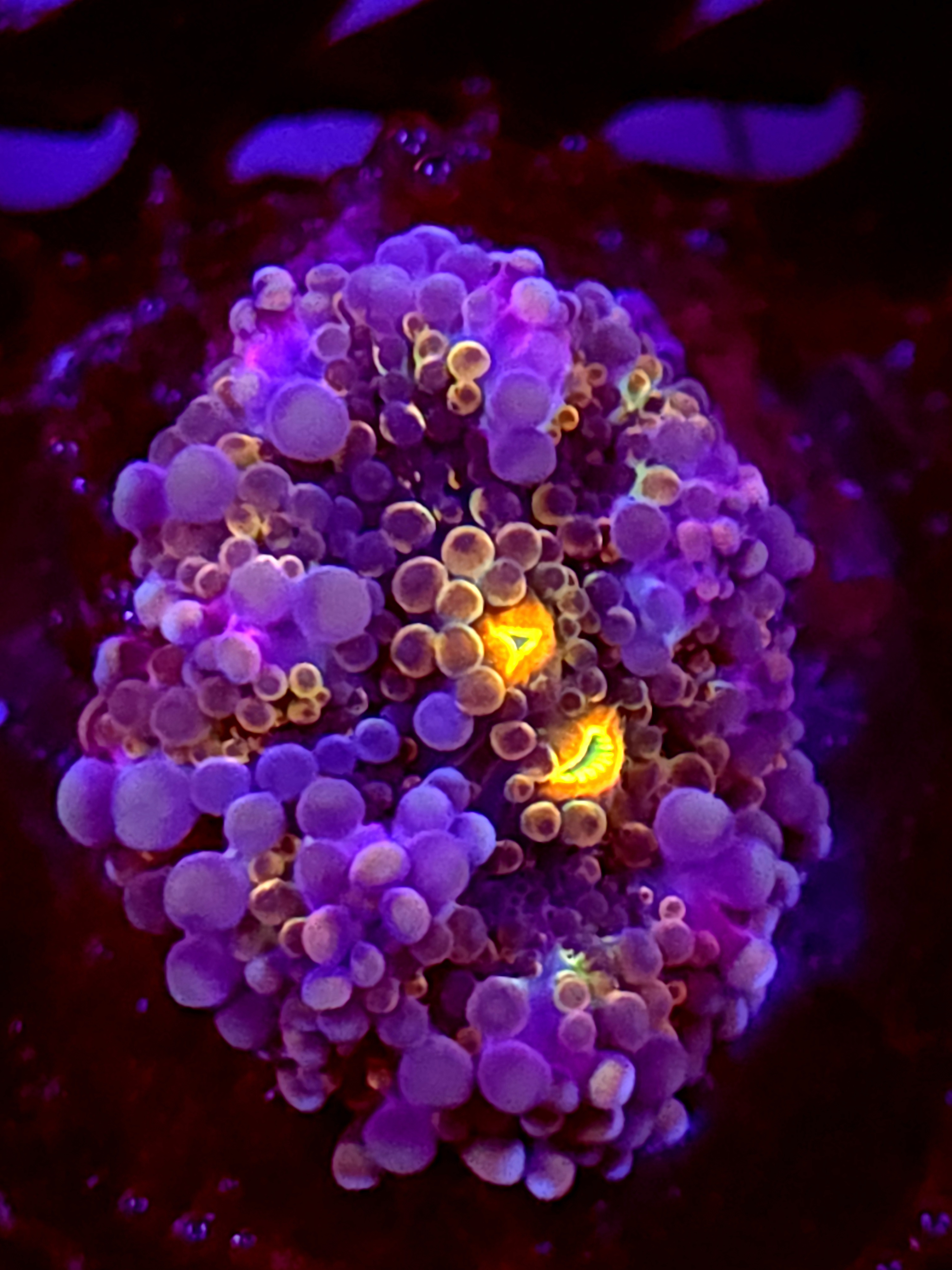 SBB "Mystery Signature" Mushroom Small