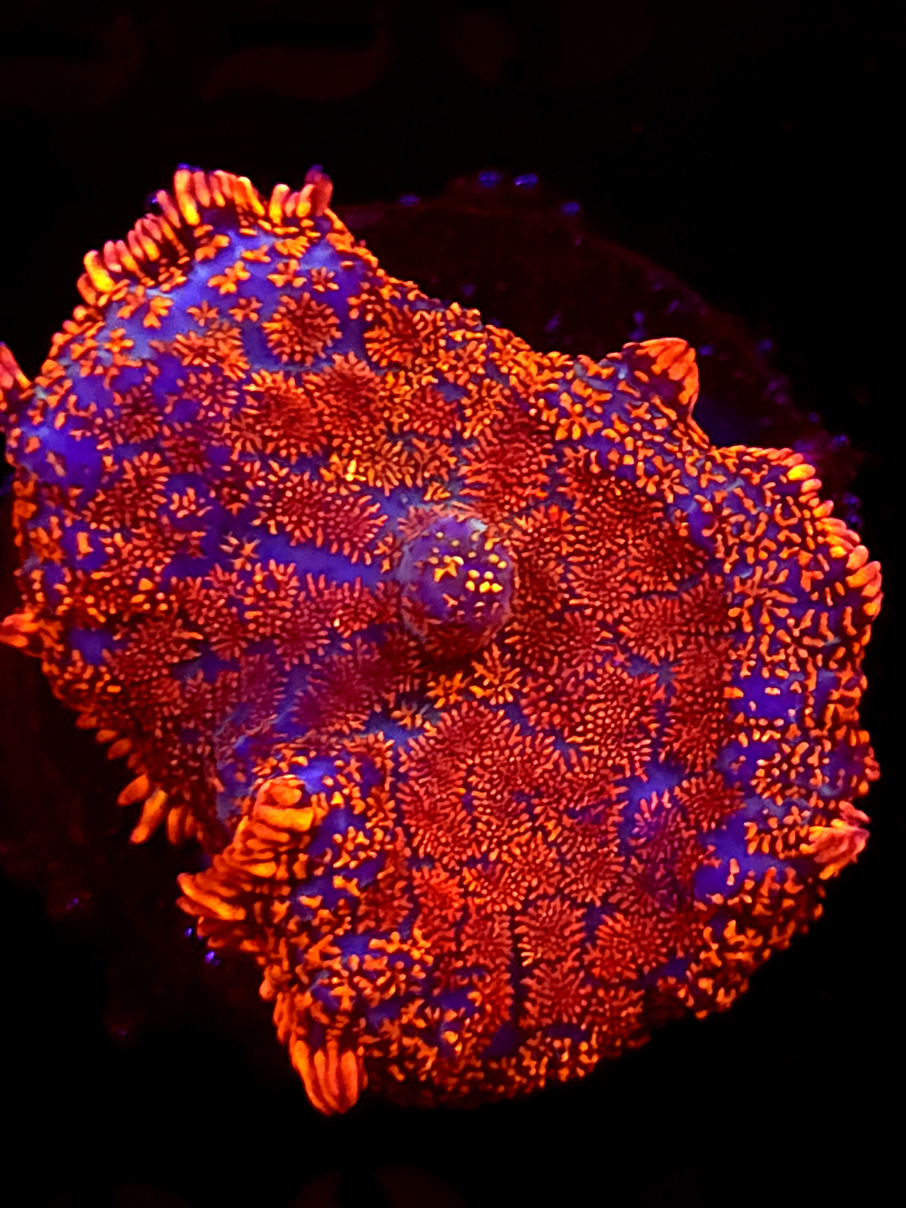 SBB "Orange Burst" Mushroom Medium