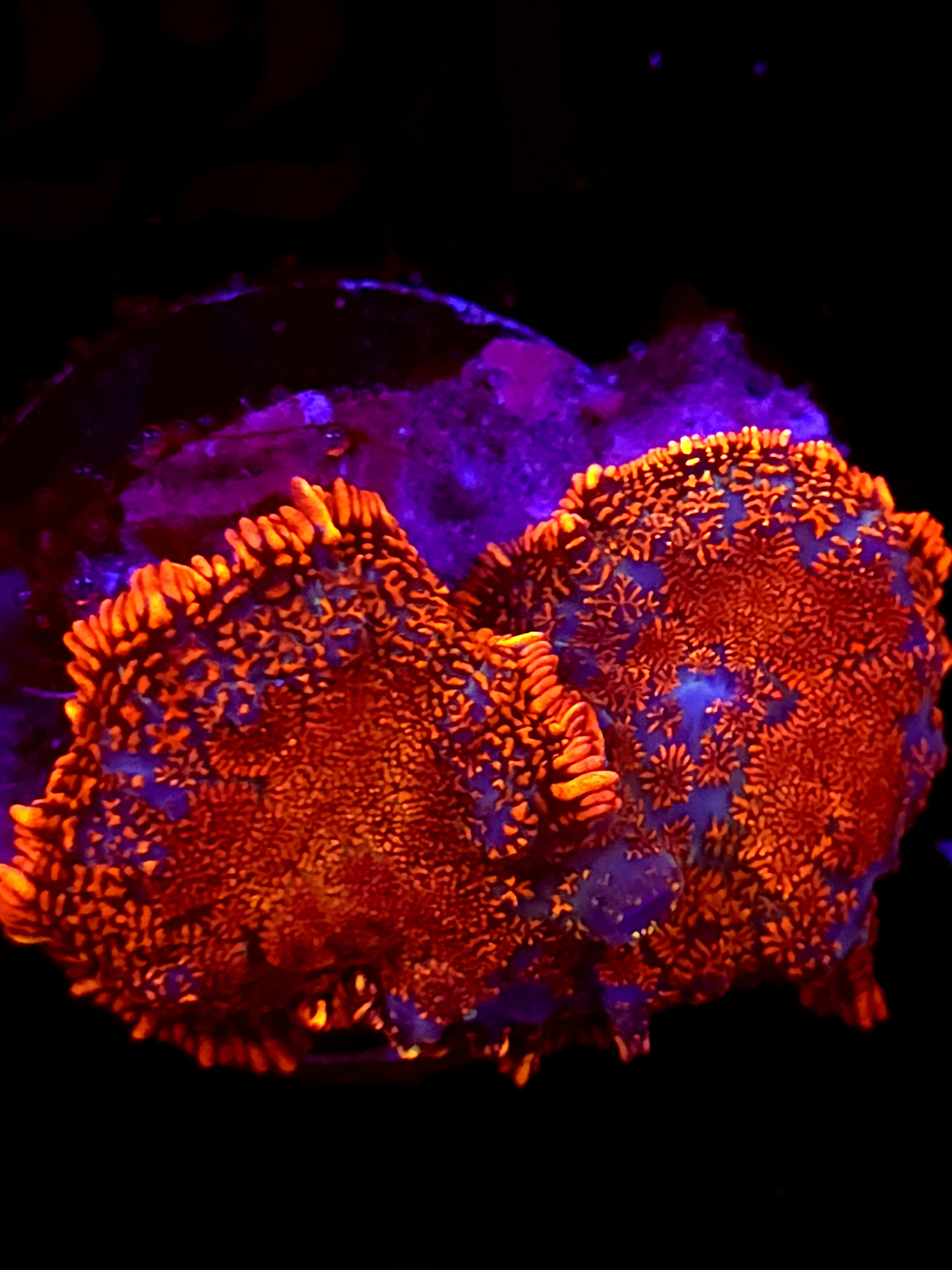 SBB "Mystery Signature" Mushroom Medium