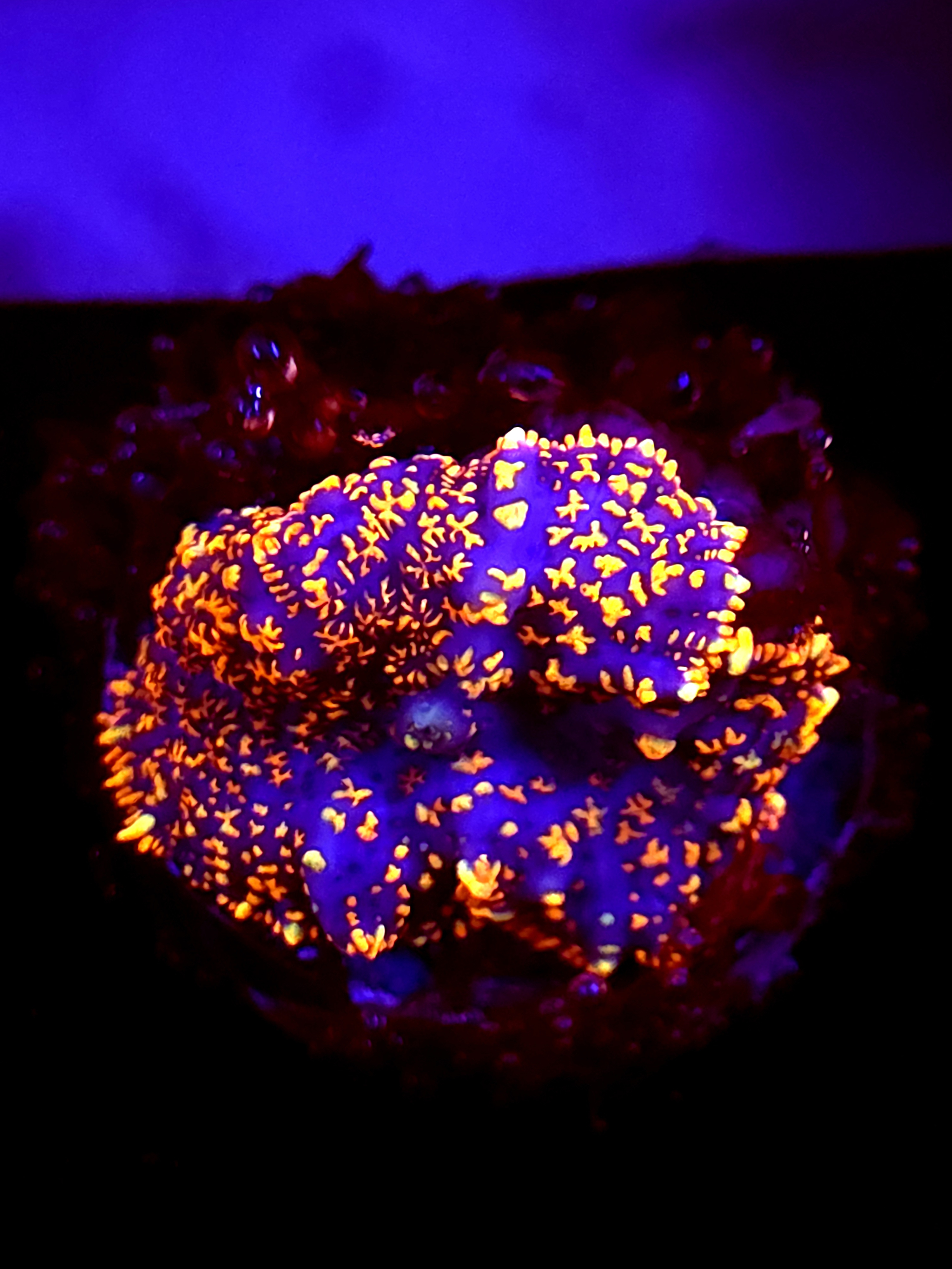 SBB "Moon Crater" Mushroom Medium