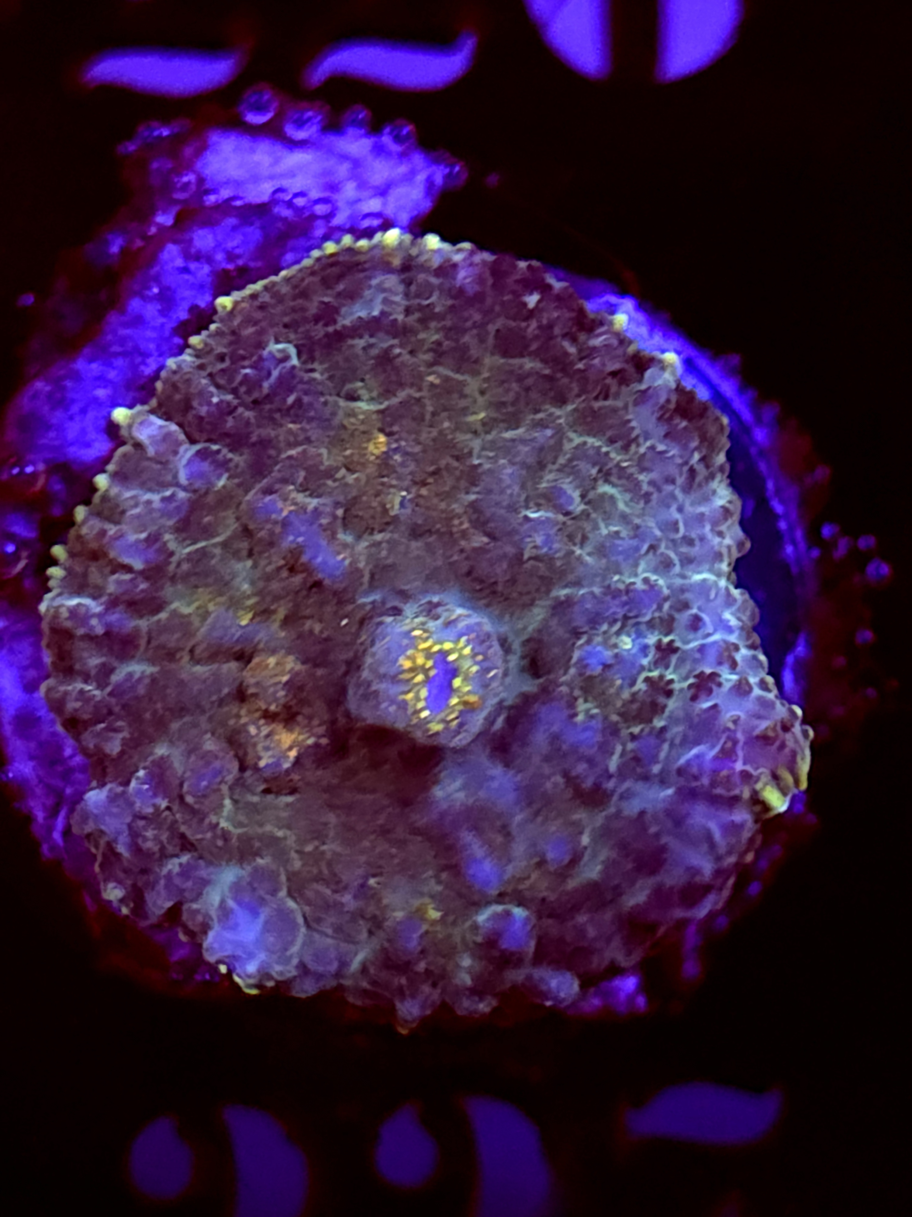 SBB "Opal Burst" Mushroom Medium