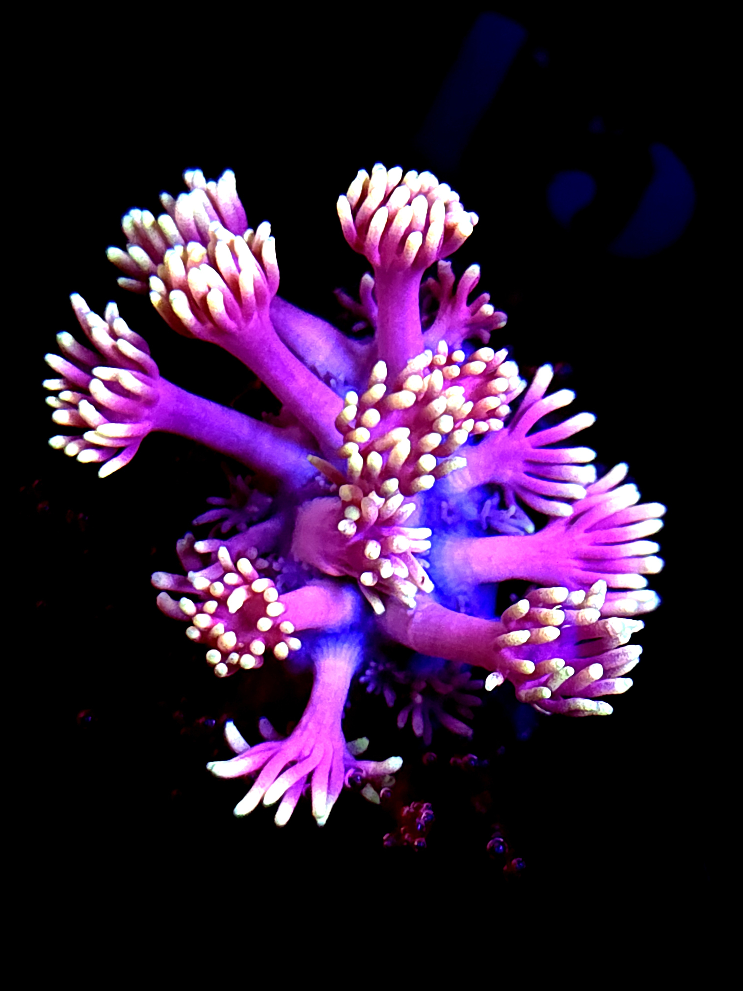 SBB "Deep Freeze" Goni Medium