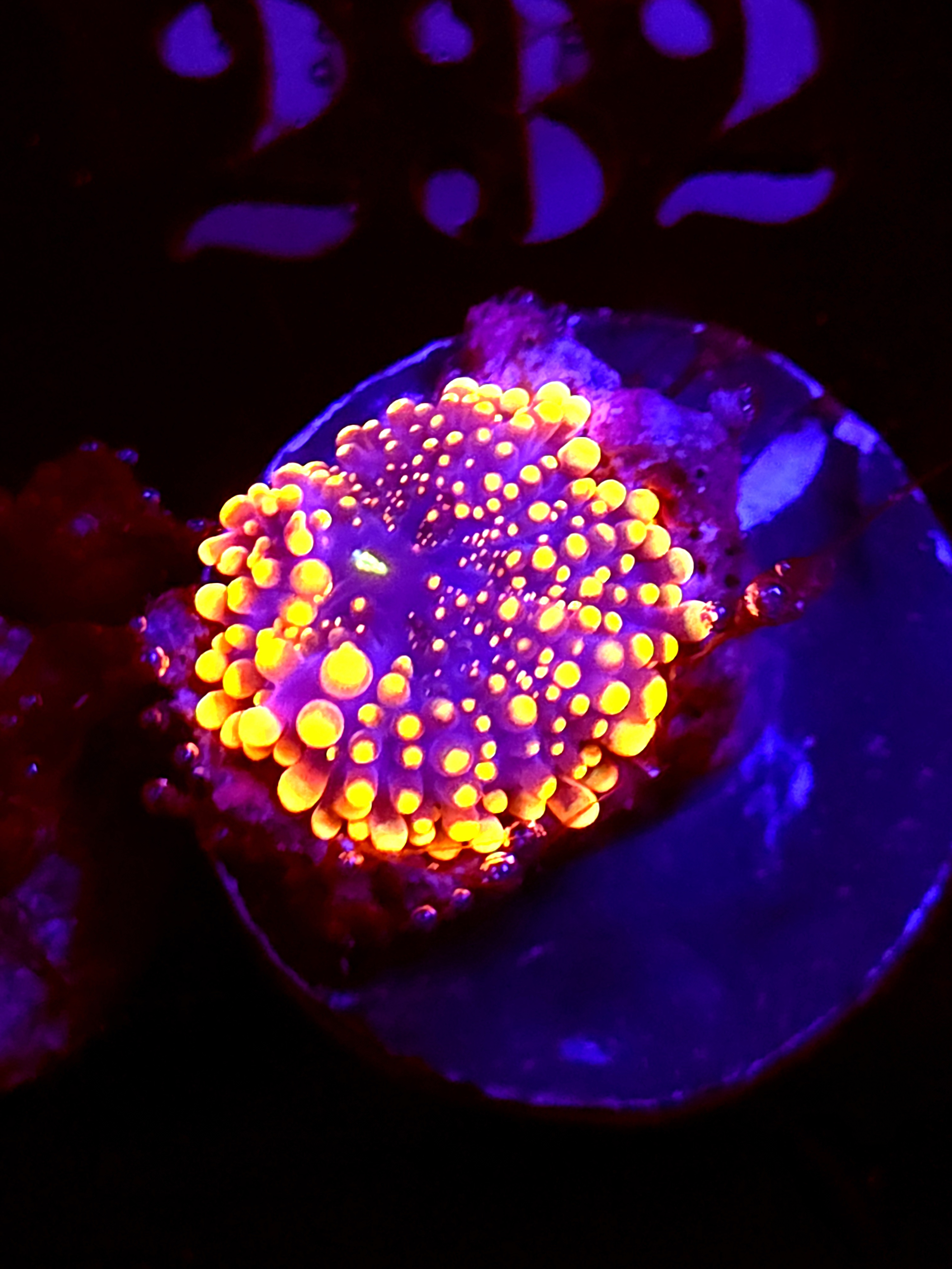 SBB "King Kong" Mushroom Medium