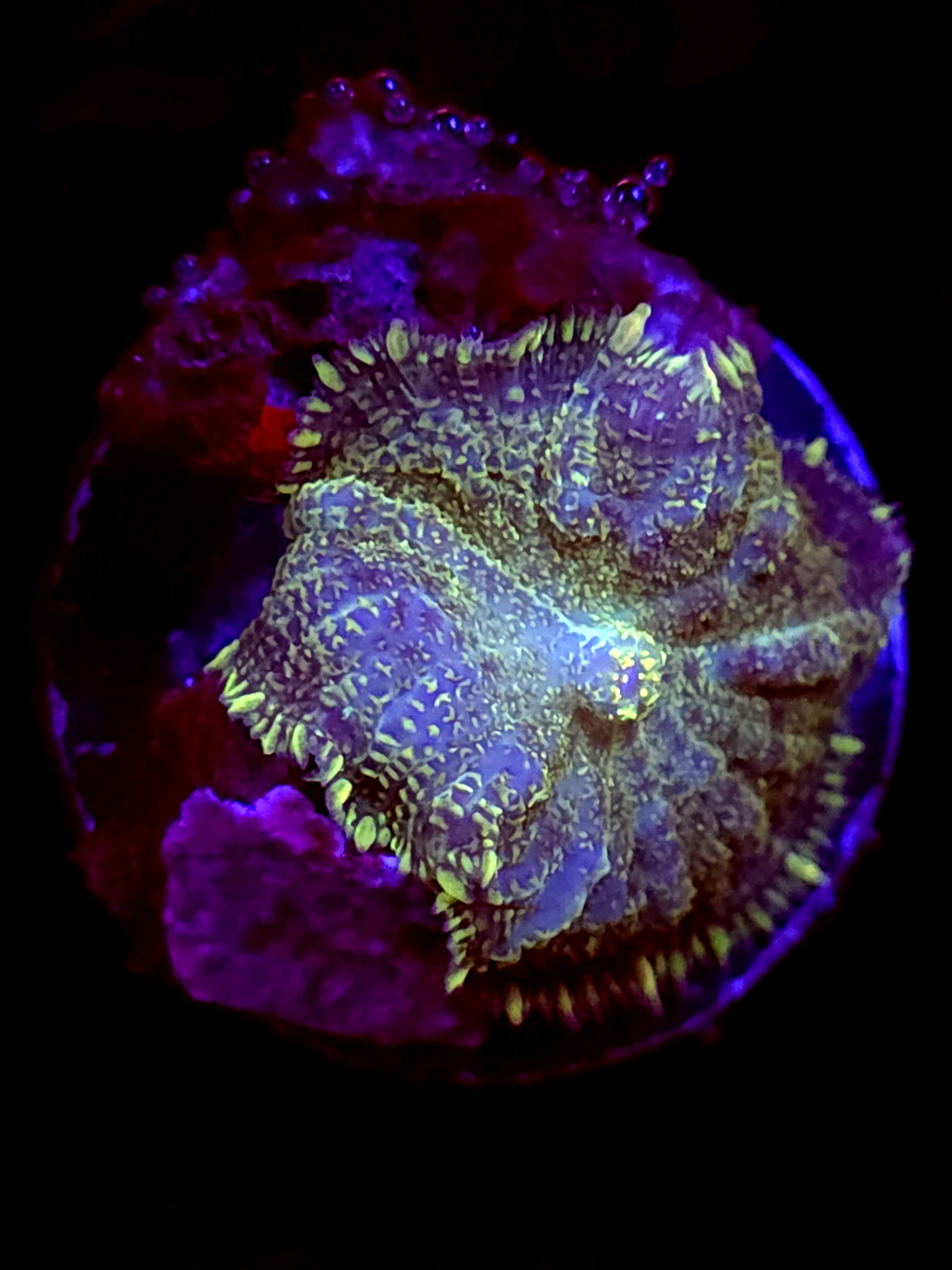 SBB "Opal Burst" Mushroom Medium