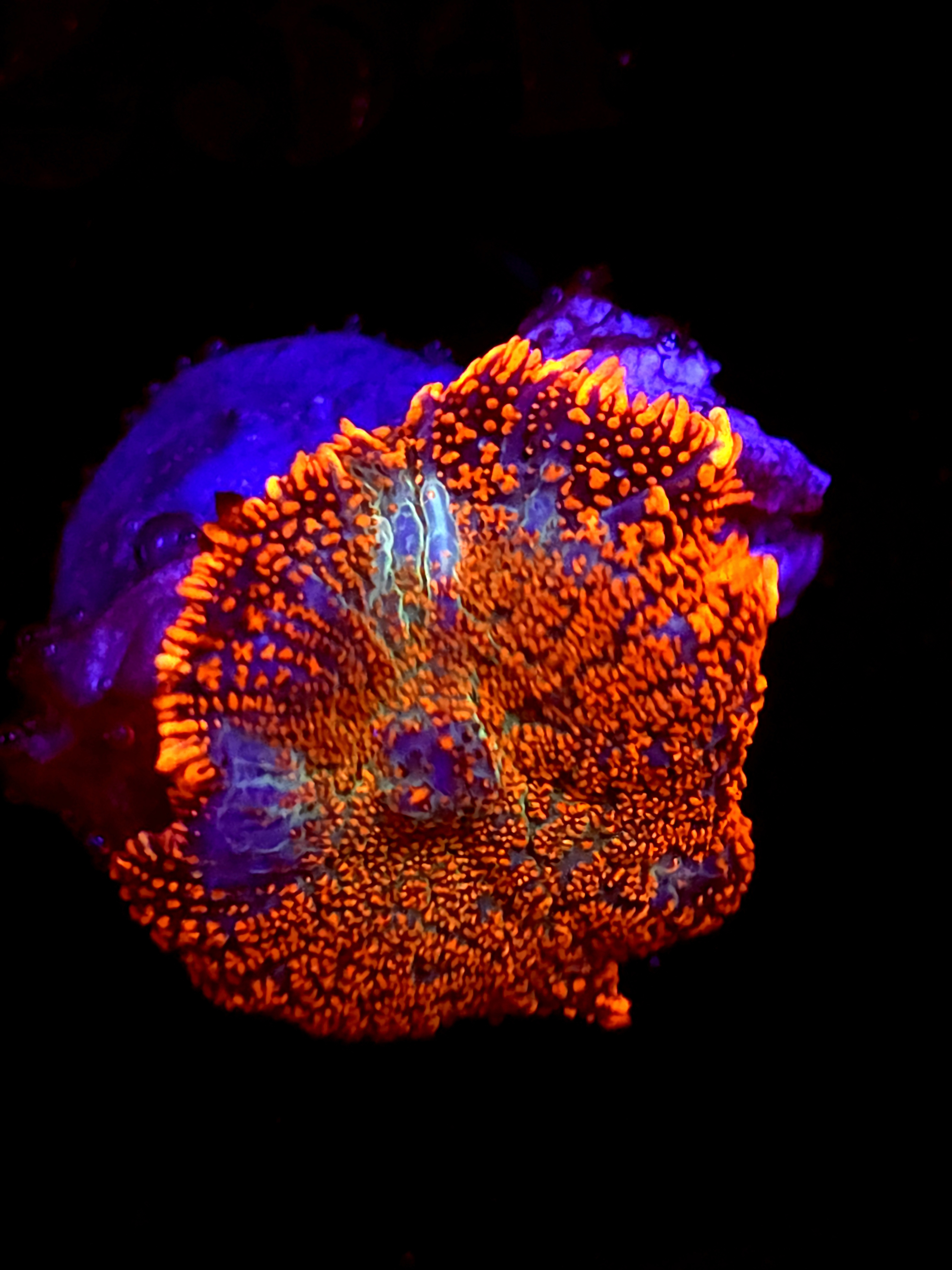 SBB "Mystery Signature" Mushroom Medium