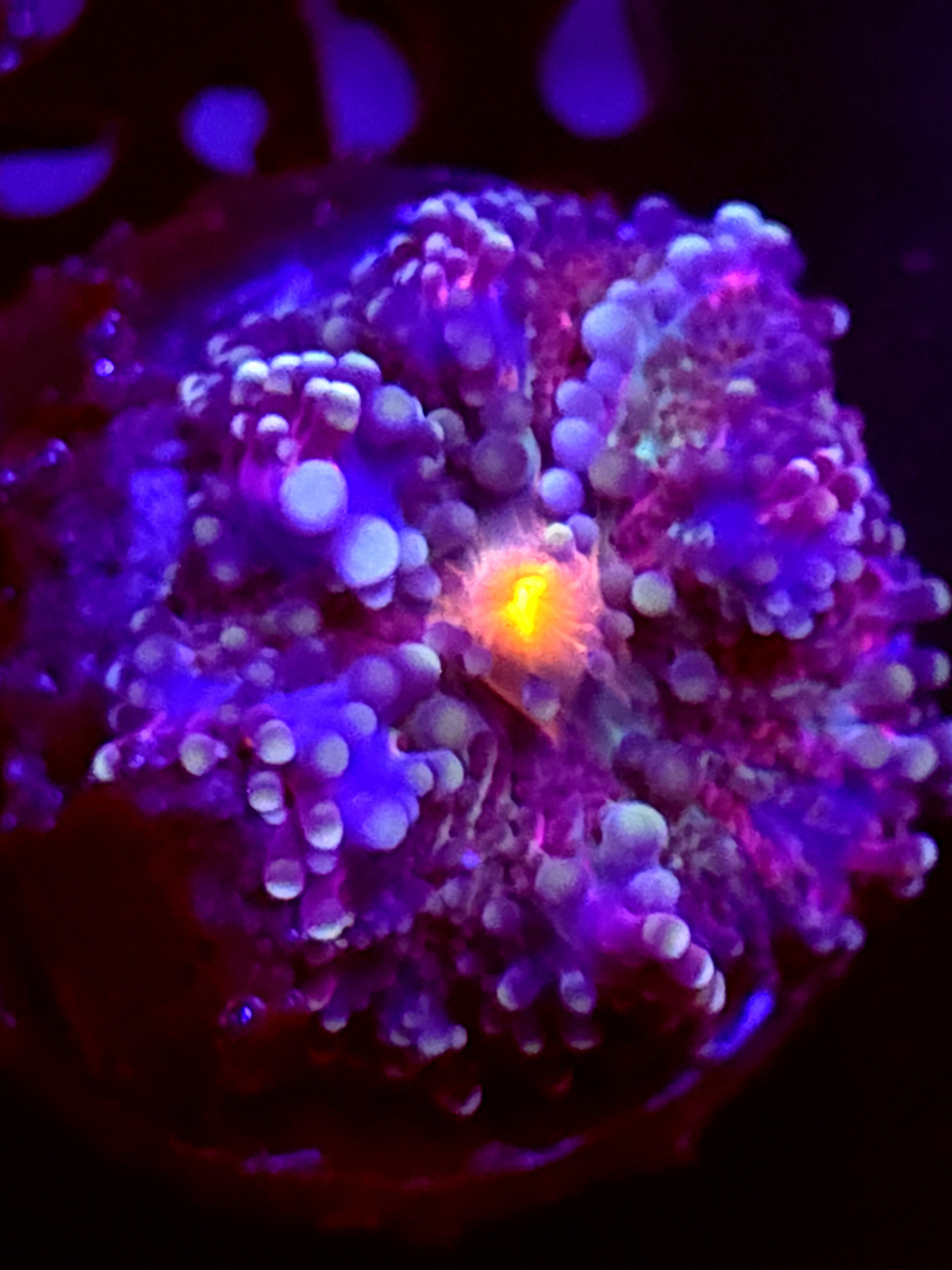 SBB "Purple Teddy" Mushroom Medium