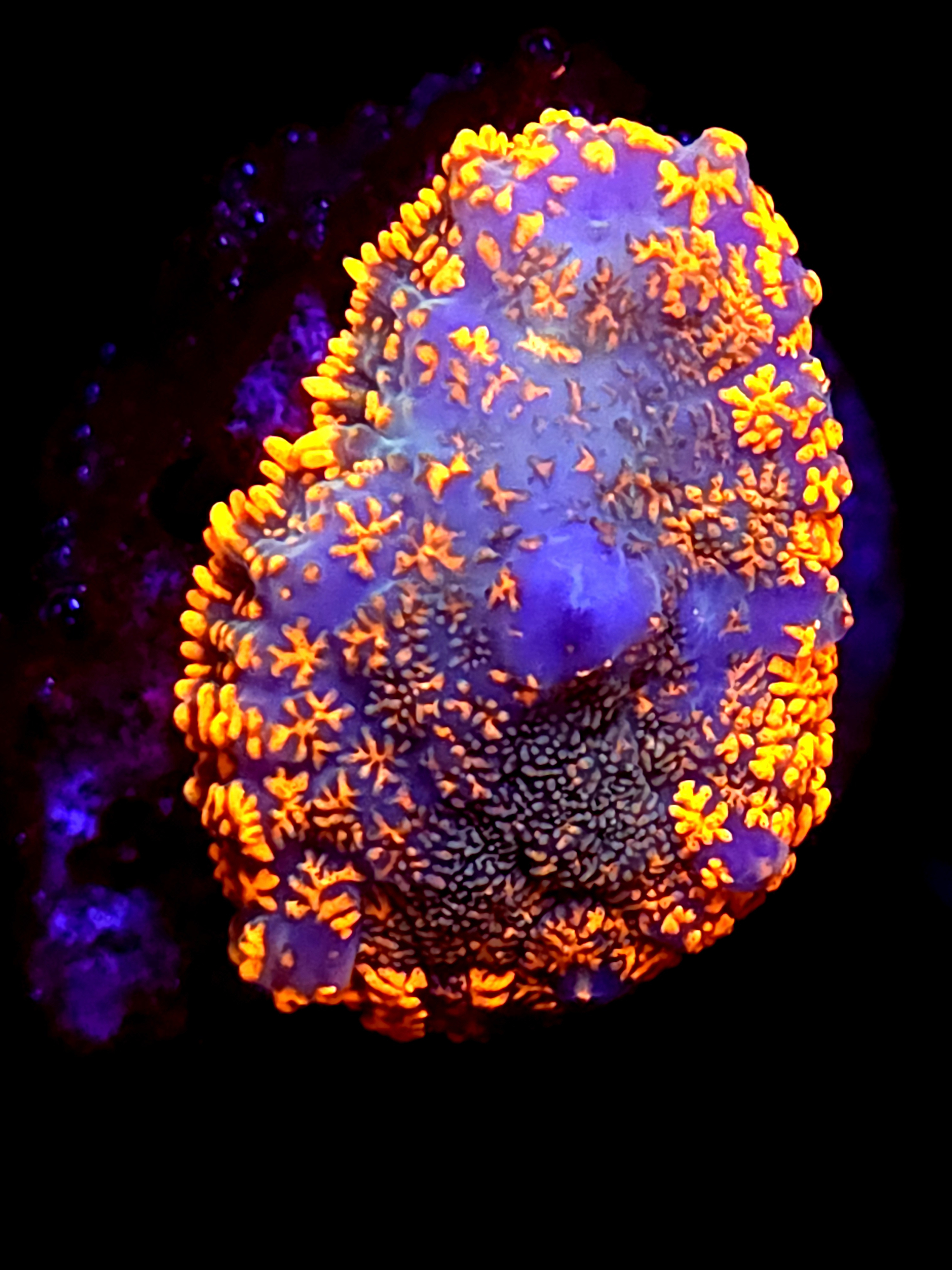 SBB "No Name" Mushroom Medium