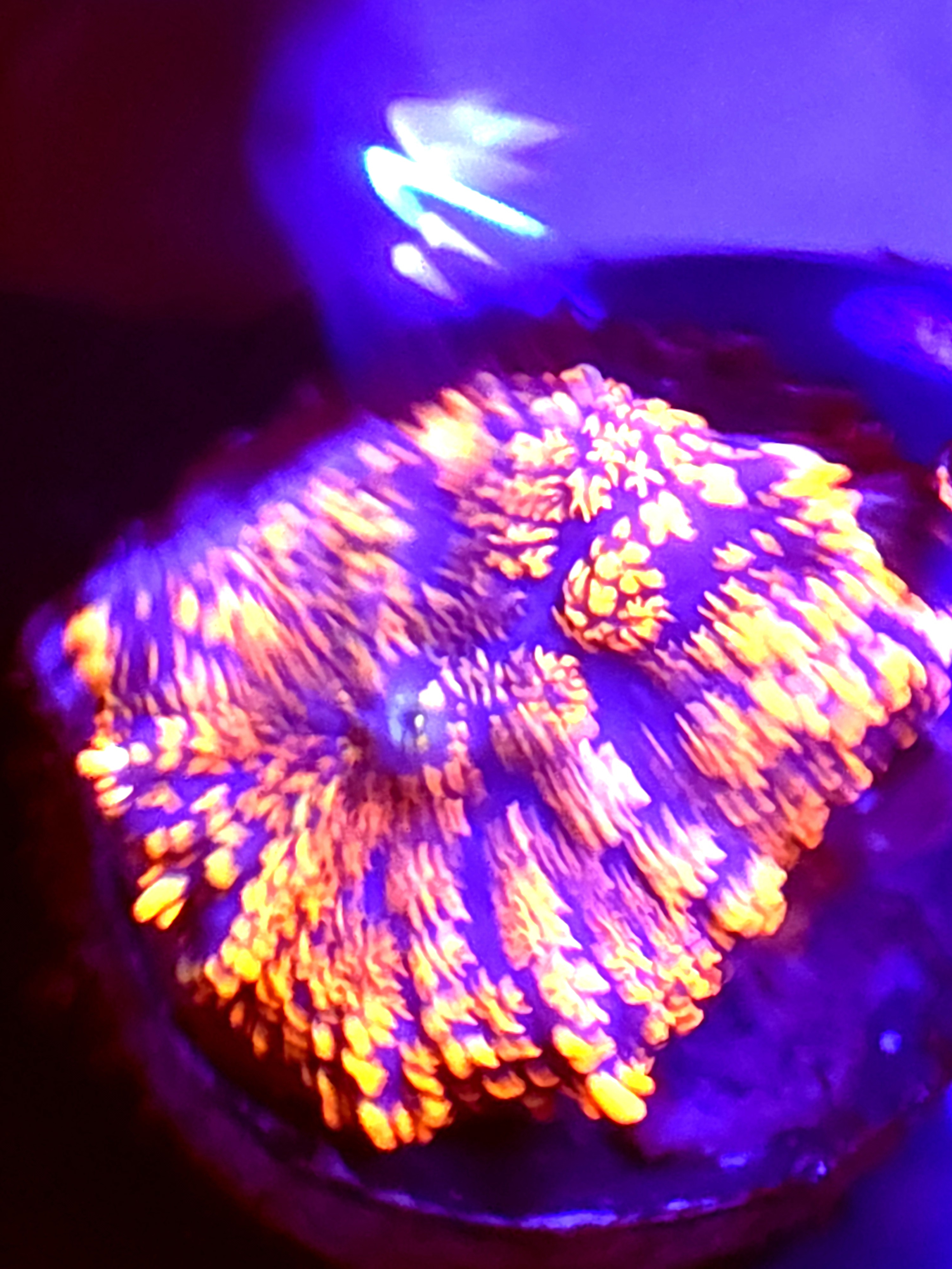 SBB "Moon Crater" Mushroom Small