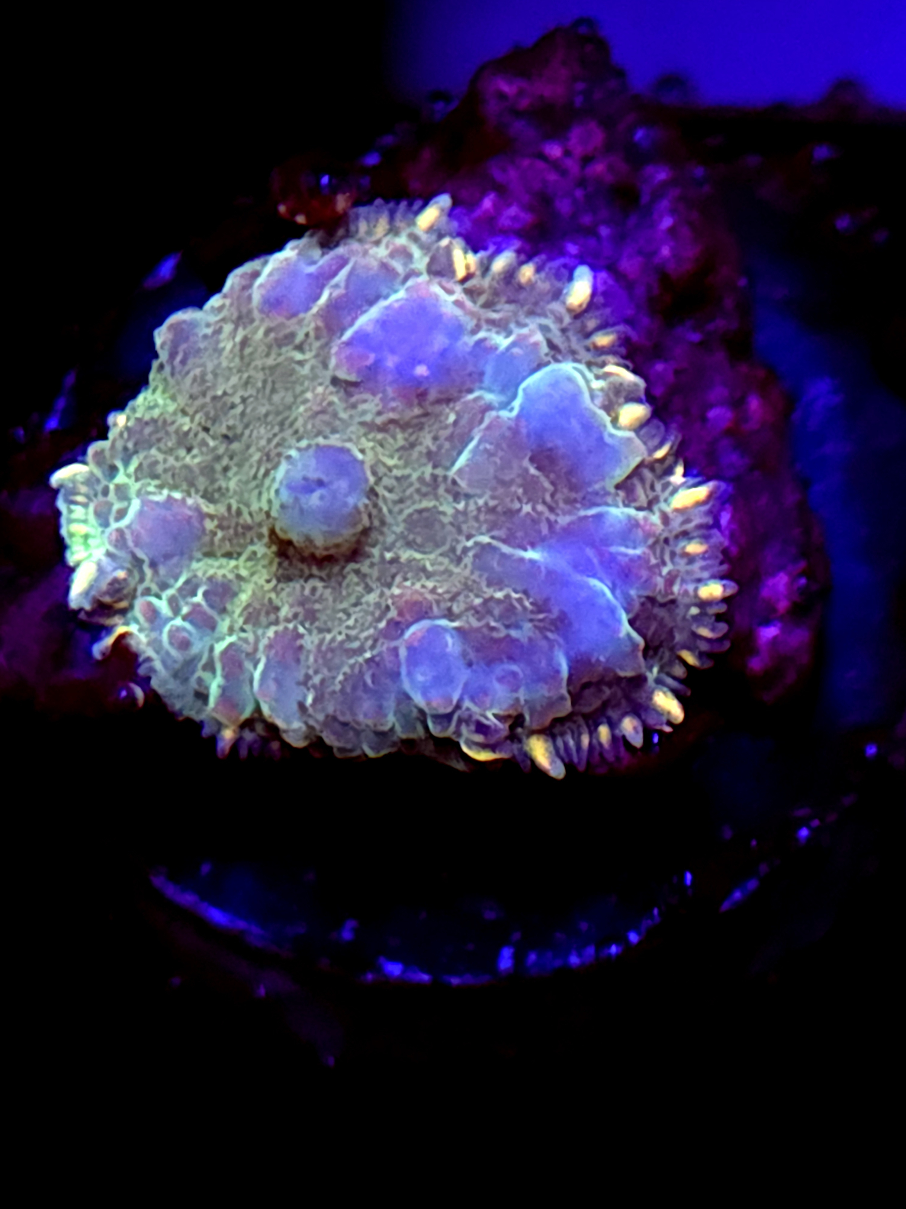 SBB "Ruby Maw" Mushroom Medium