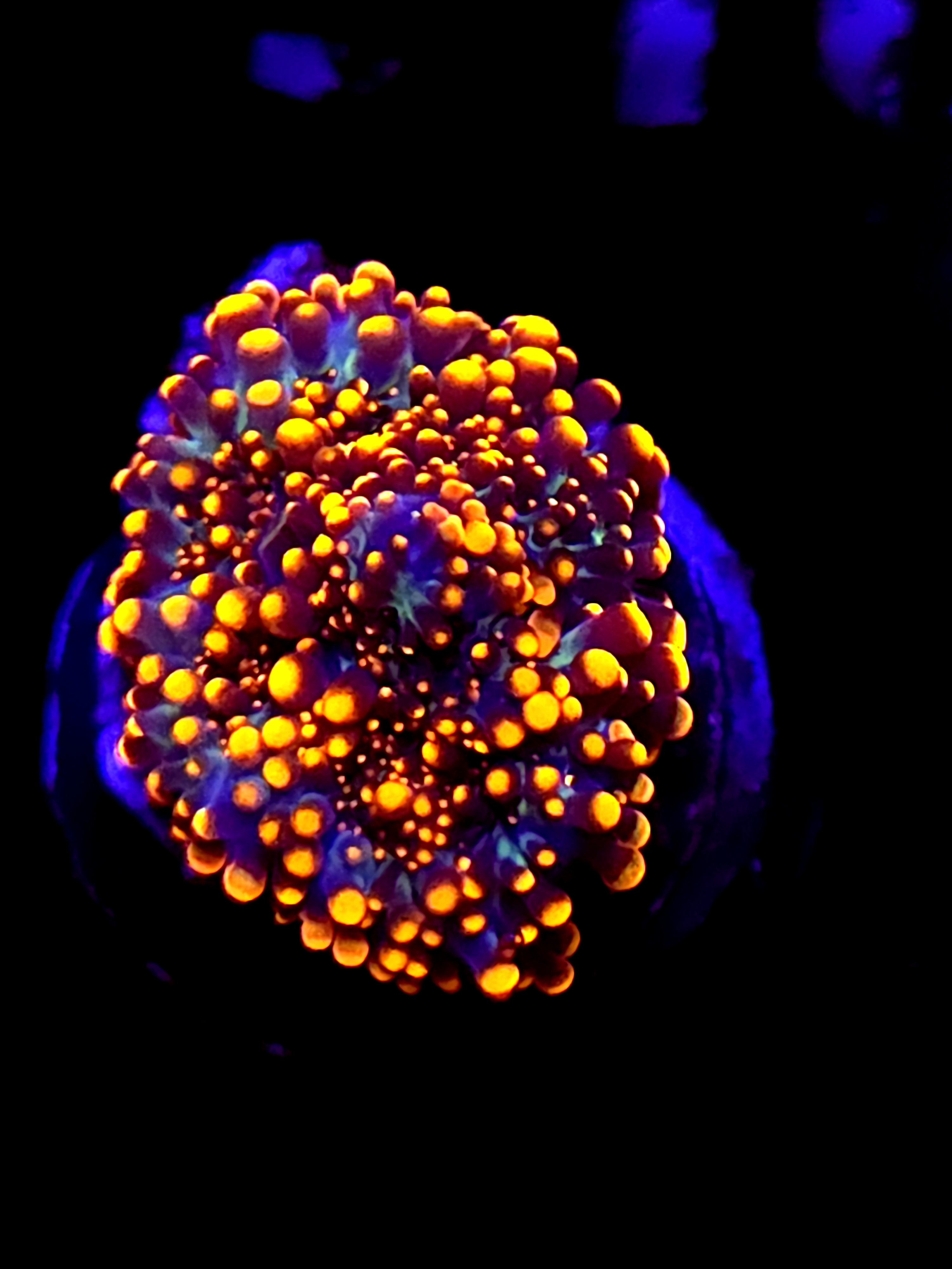 SBB "Mystery Signature" Mushroom Small