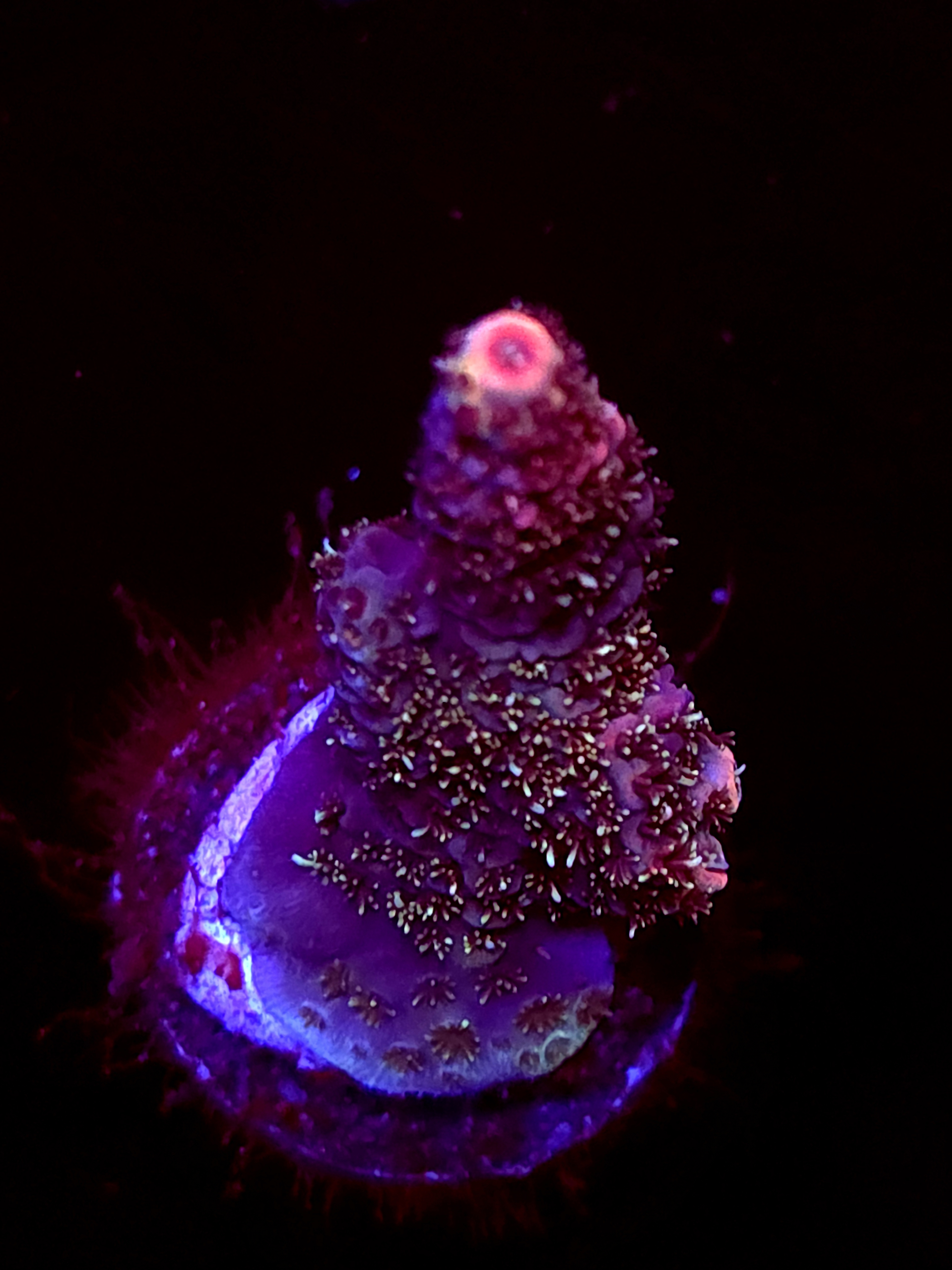 SBB "Mystery Signature" Acro Medium Branch