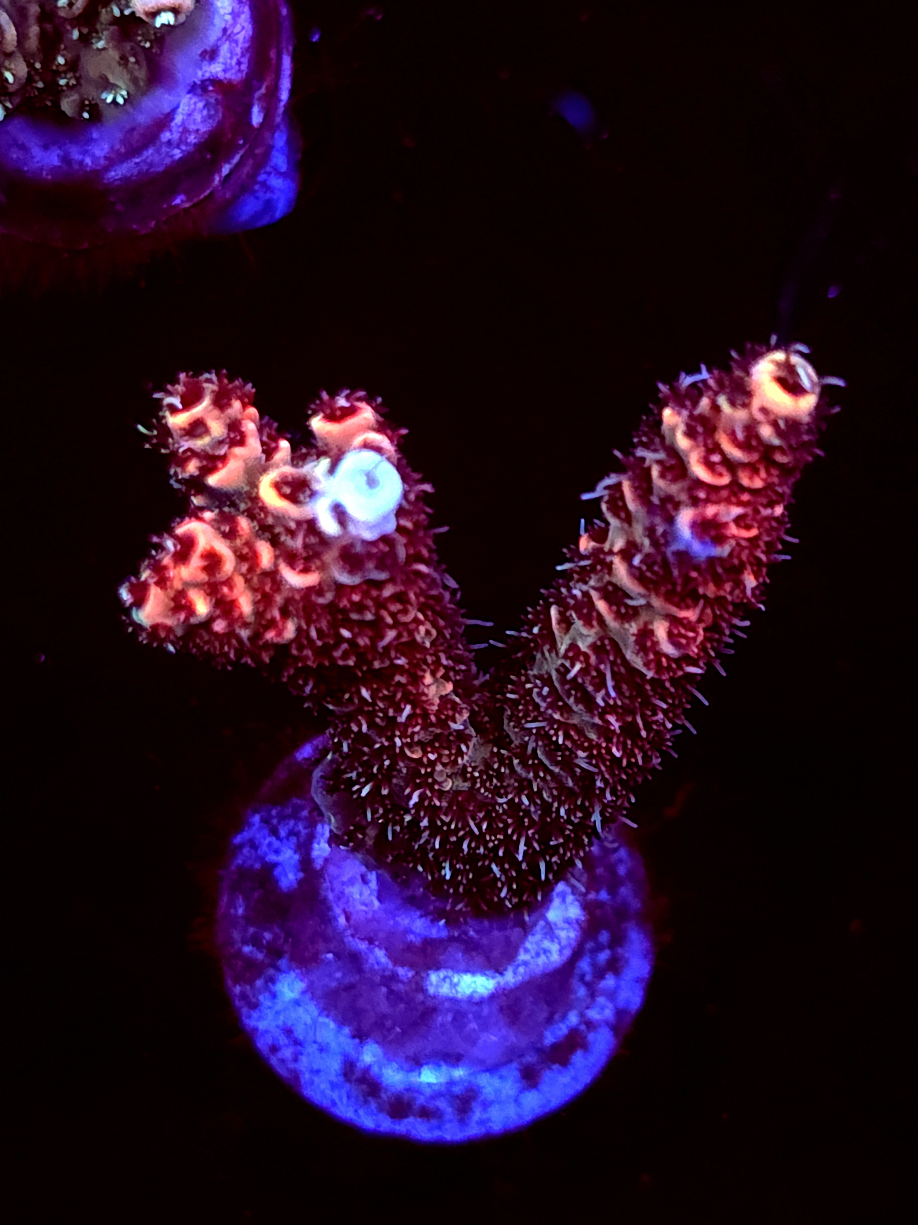 SBB "Cosmic Fizz" Acro Large 2 Branch