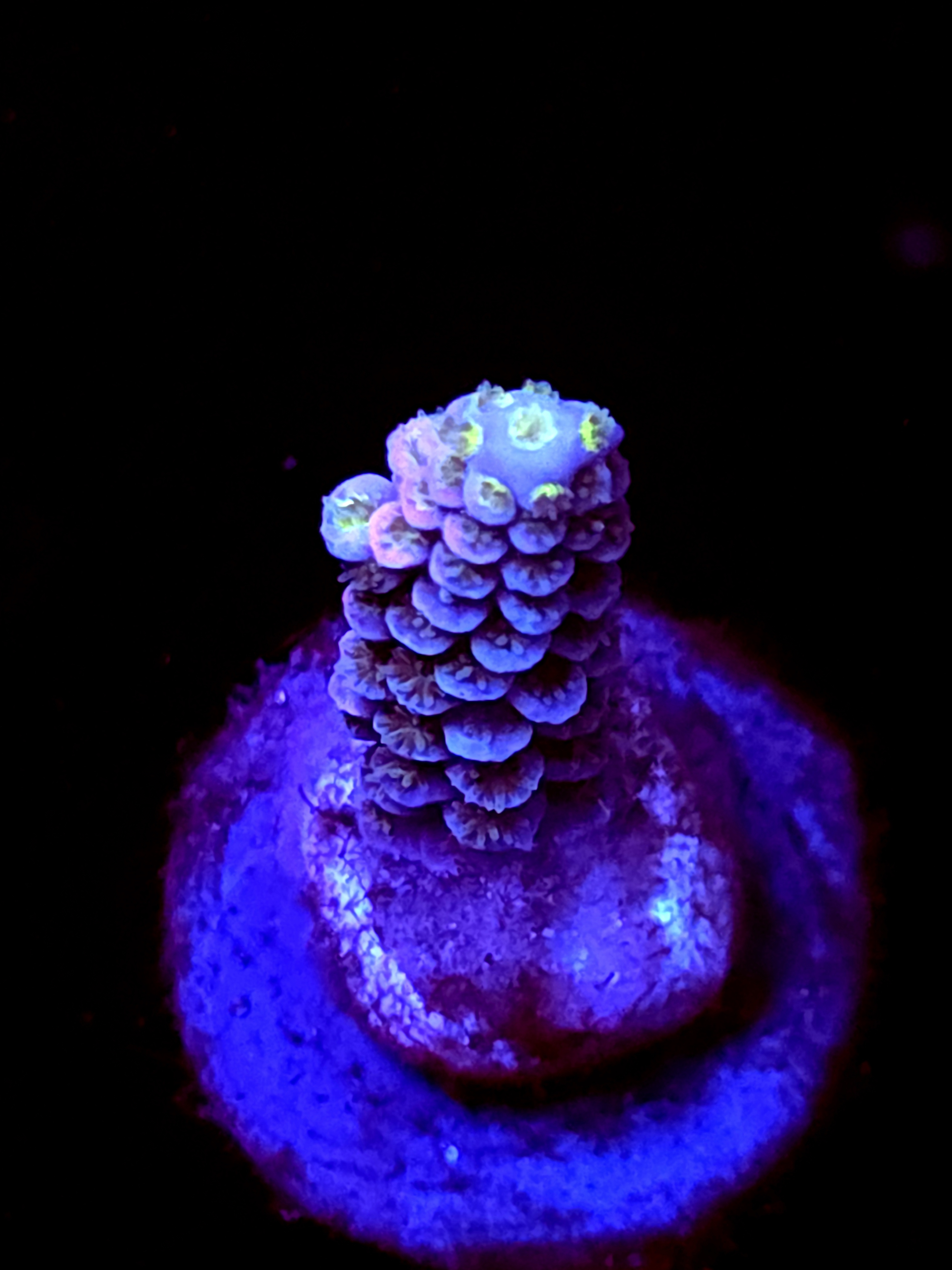 SBB "Mystery Signature" Medium Branch