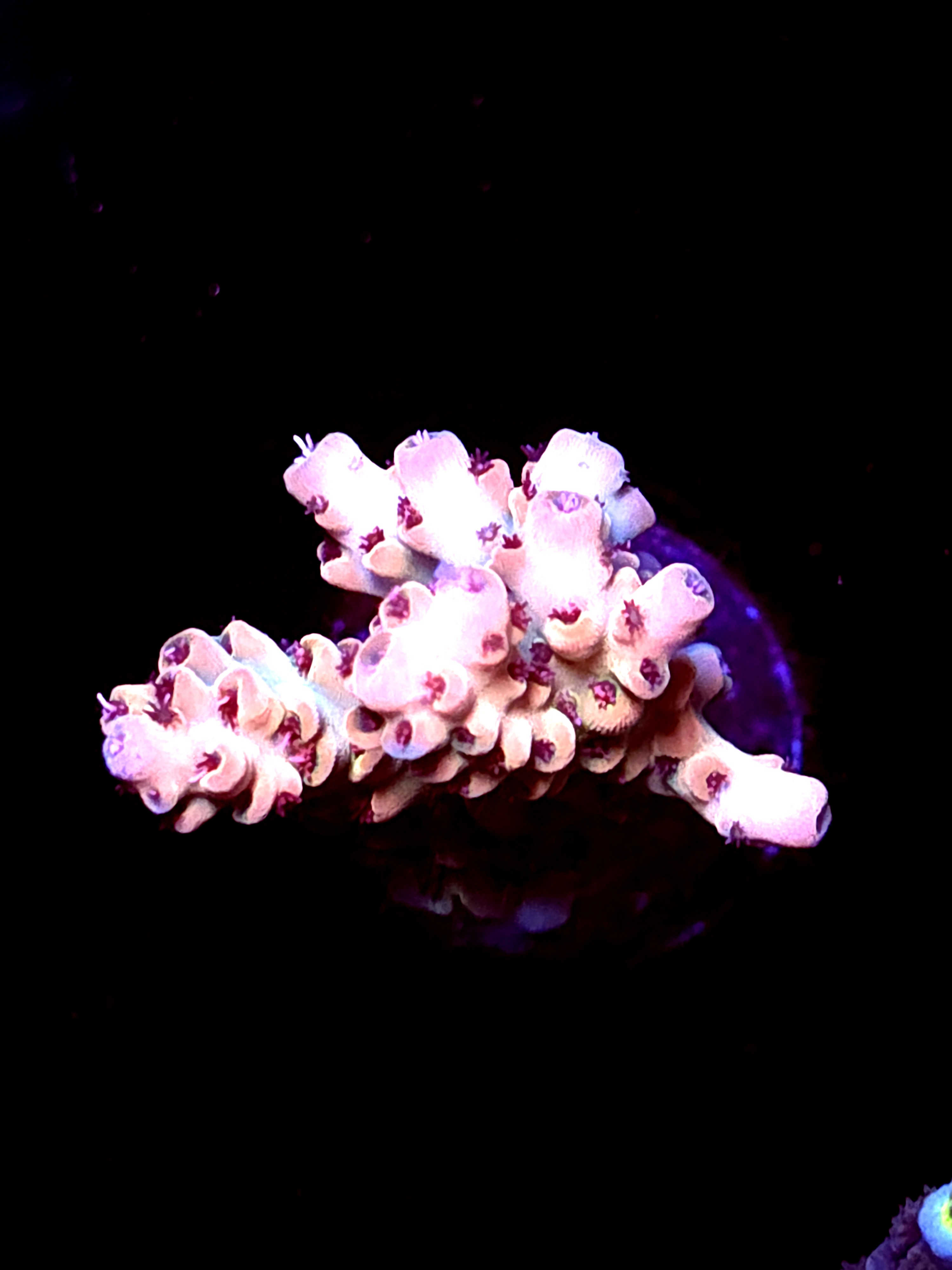 SBB "Cremebule" Acro Large Mulitbranch