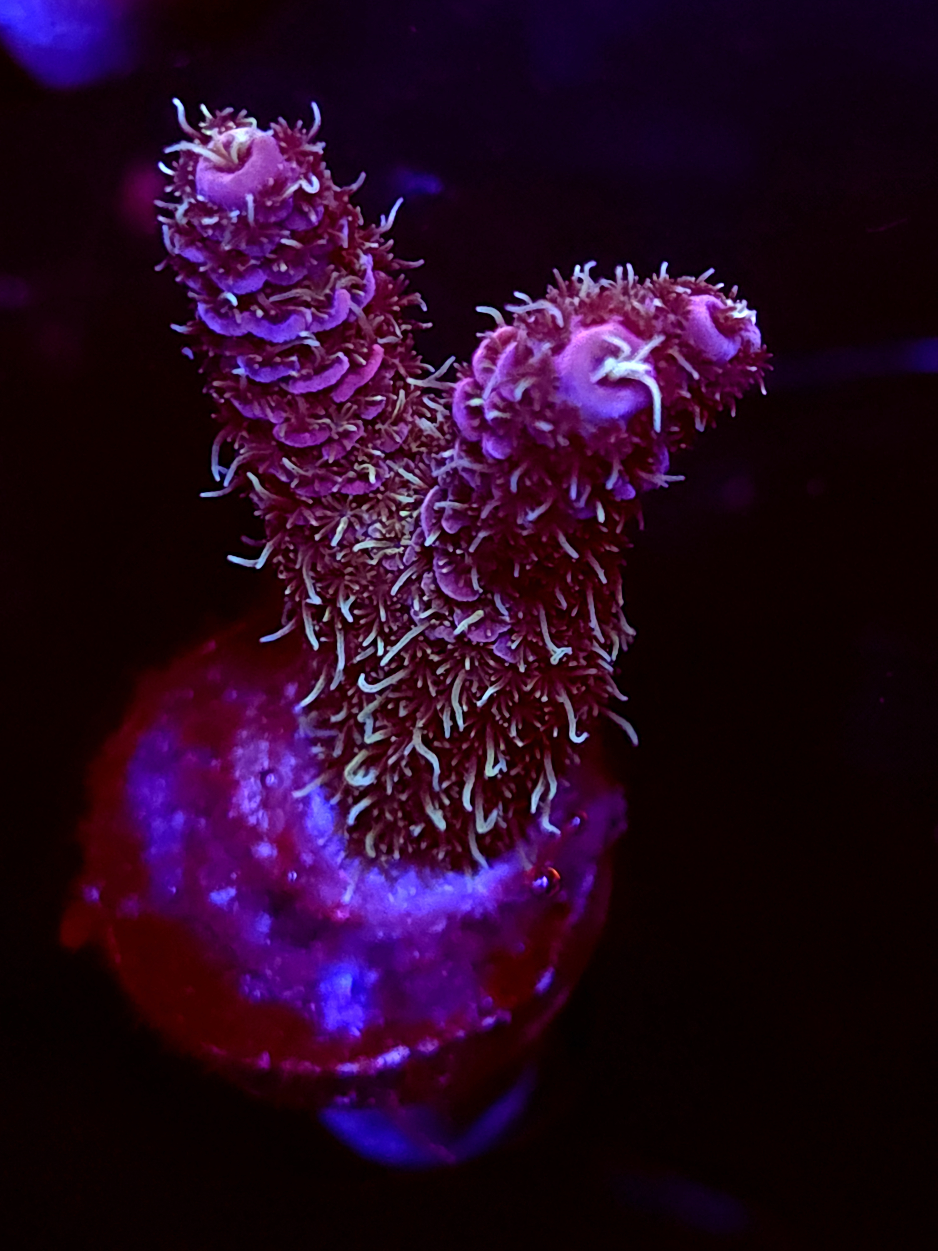 SBB "Syrup Flow" Acro Medium 2 Branch