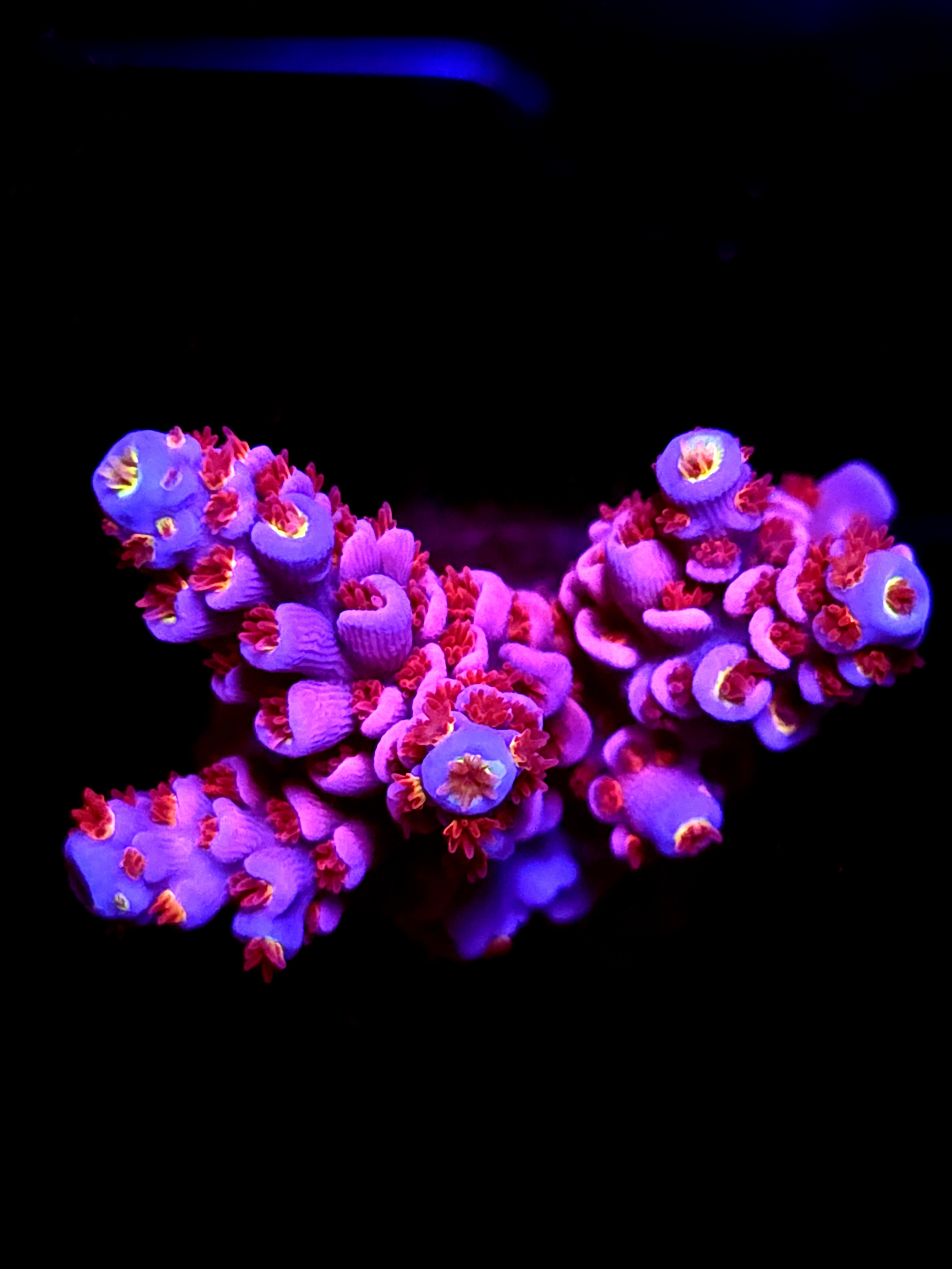 SBB "Flame Game" Acro Medium Multibranch