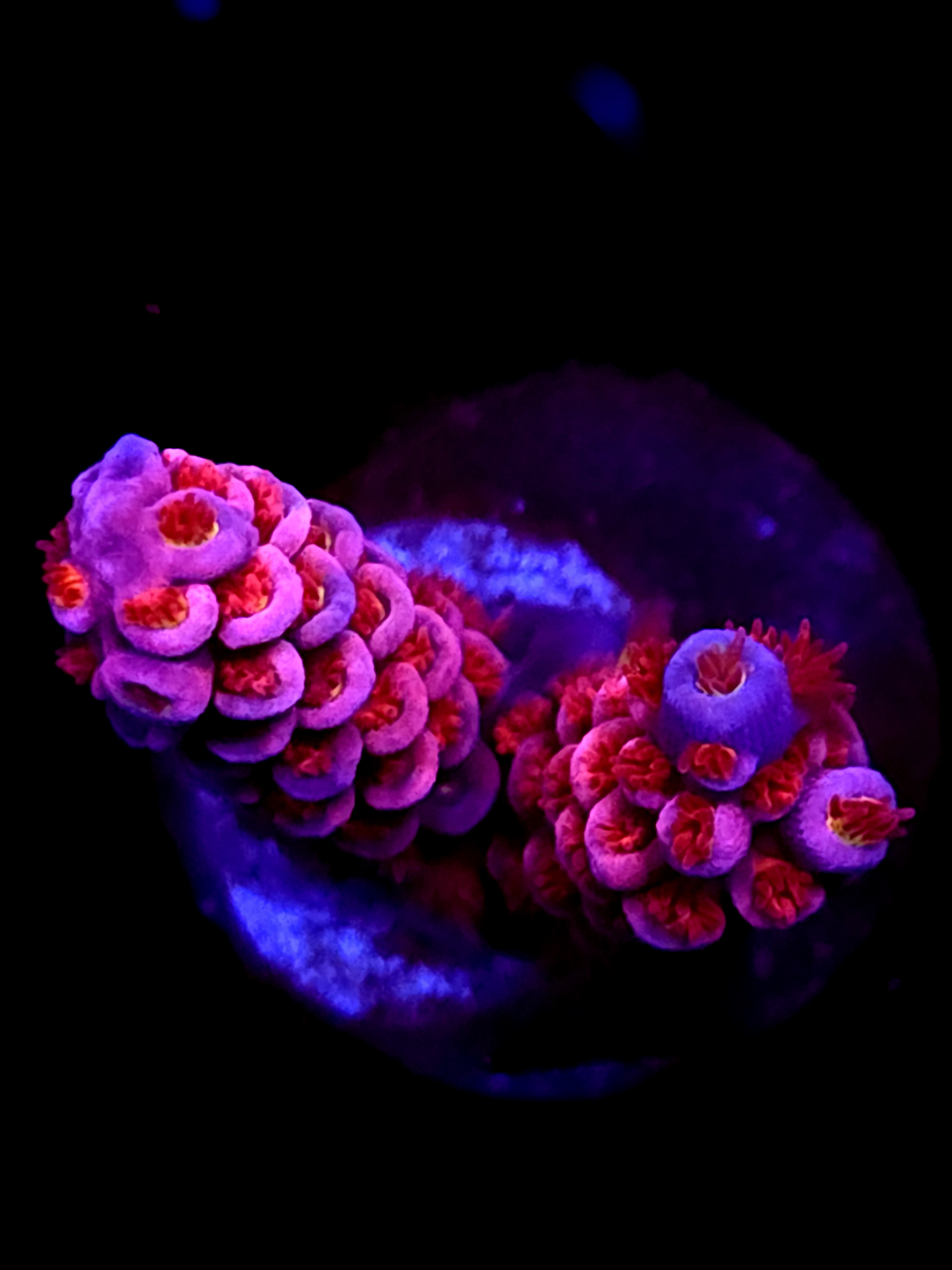 SBB "Flame Game" Acro Medium 2 Branch