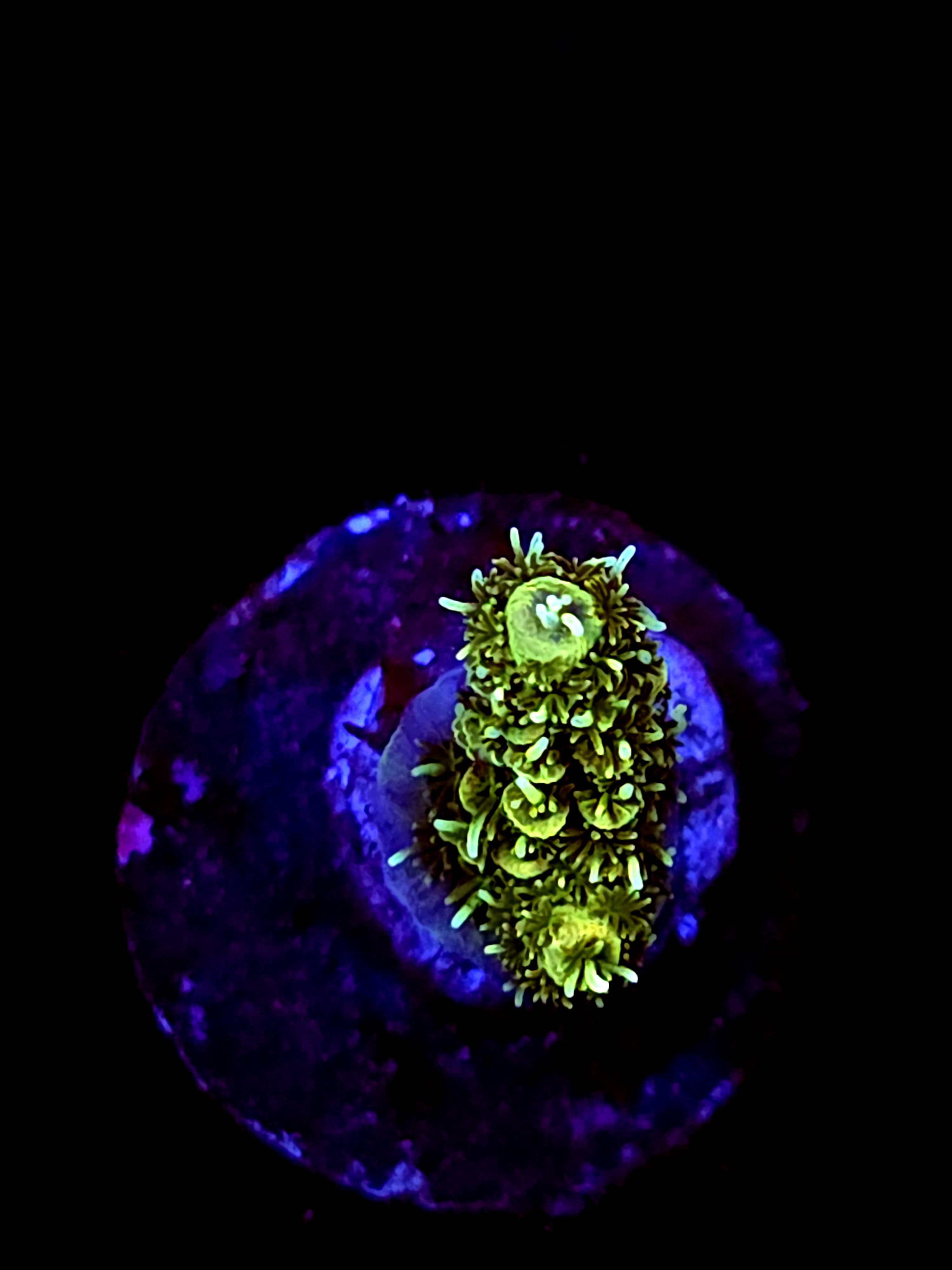 SBB "Mystery Signature" Acro Small Branch