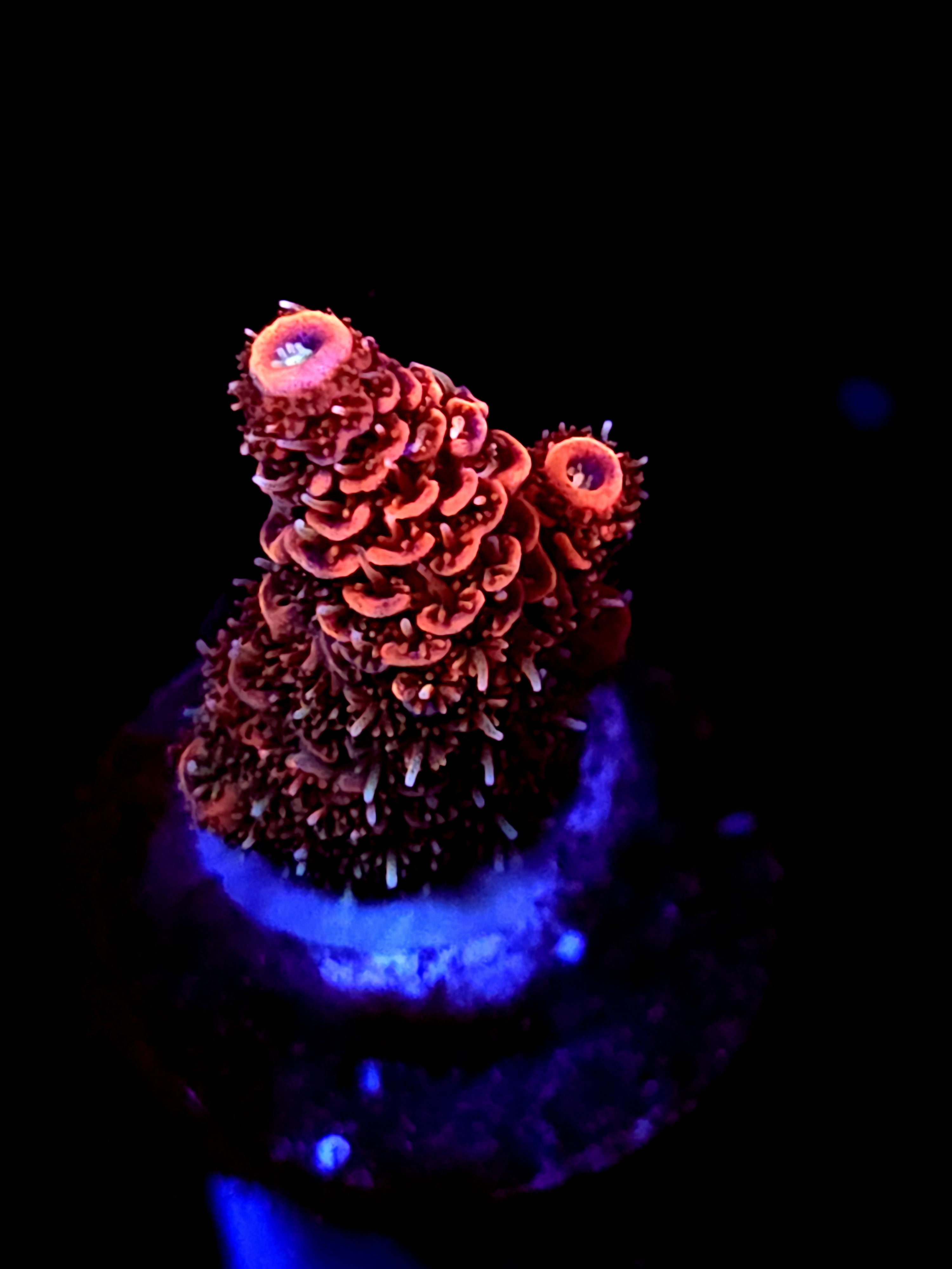 SBB "Mango Tango" Acro Medium Multibranch