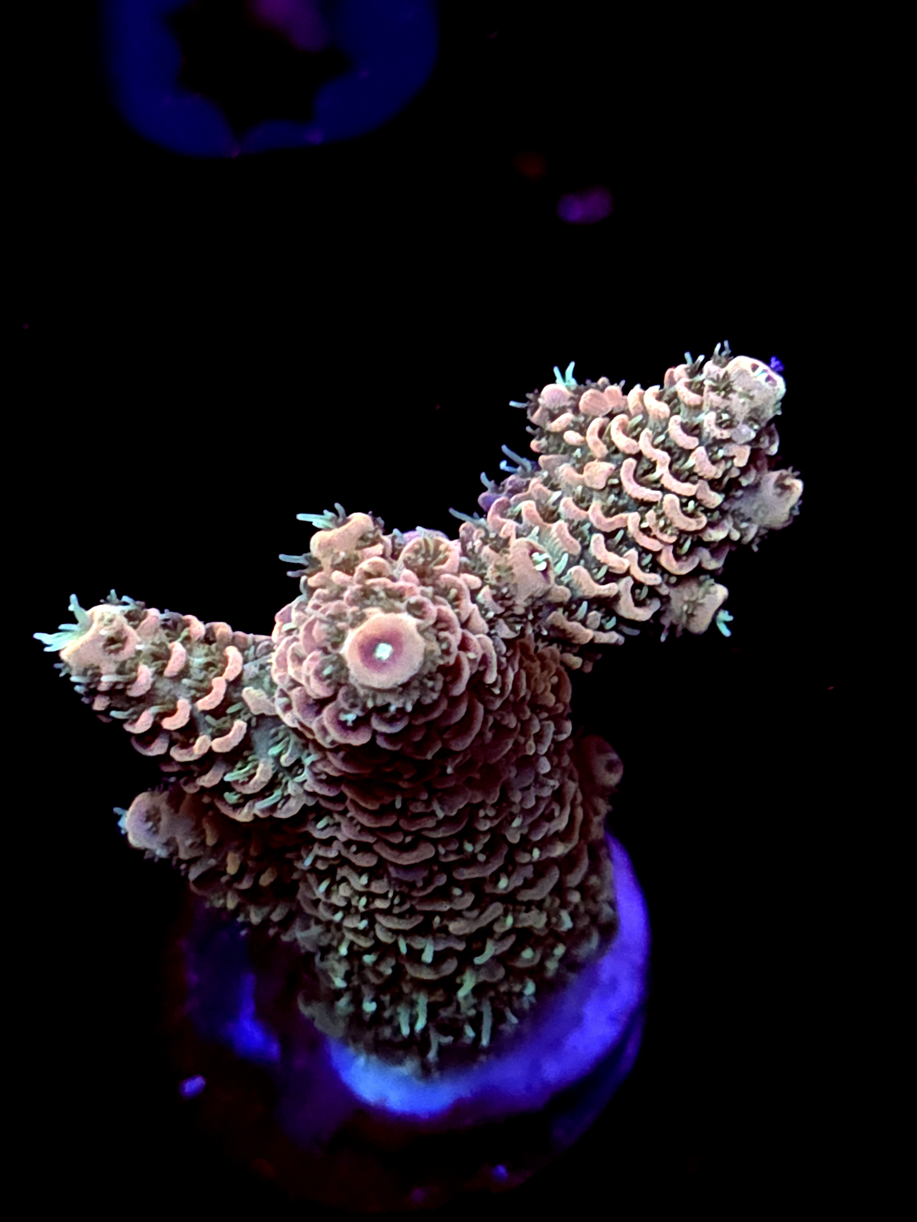 SBB "Candy Surge" Acro Large 3 Branch