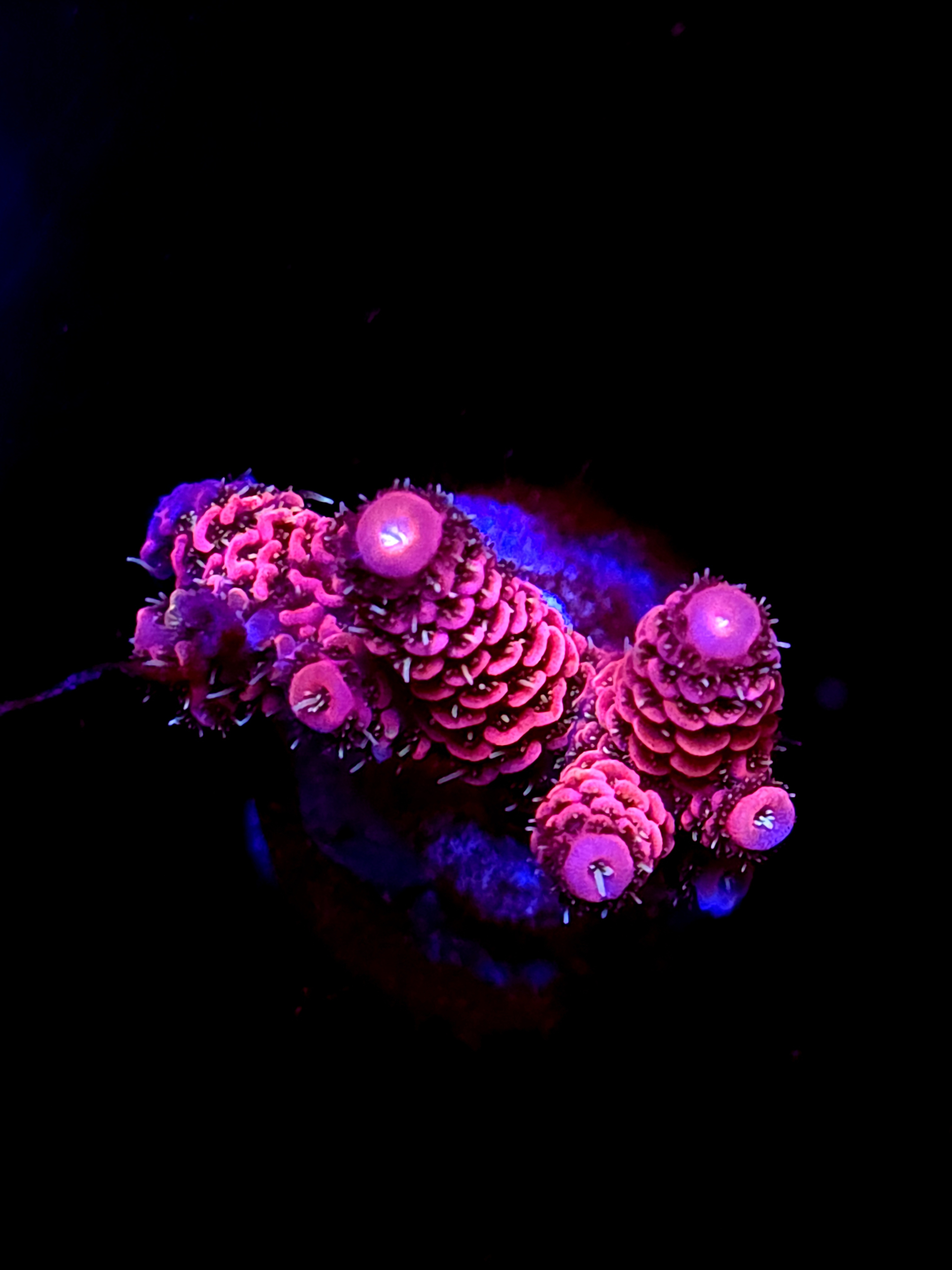 SBB "Comet Lash" Acro Large 3 Branch