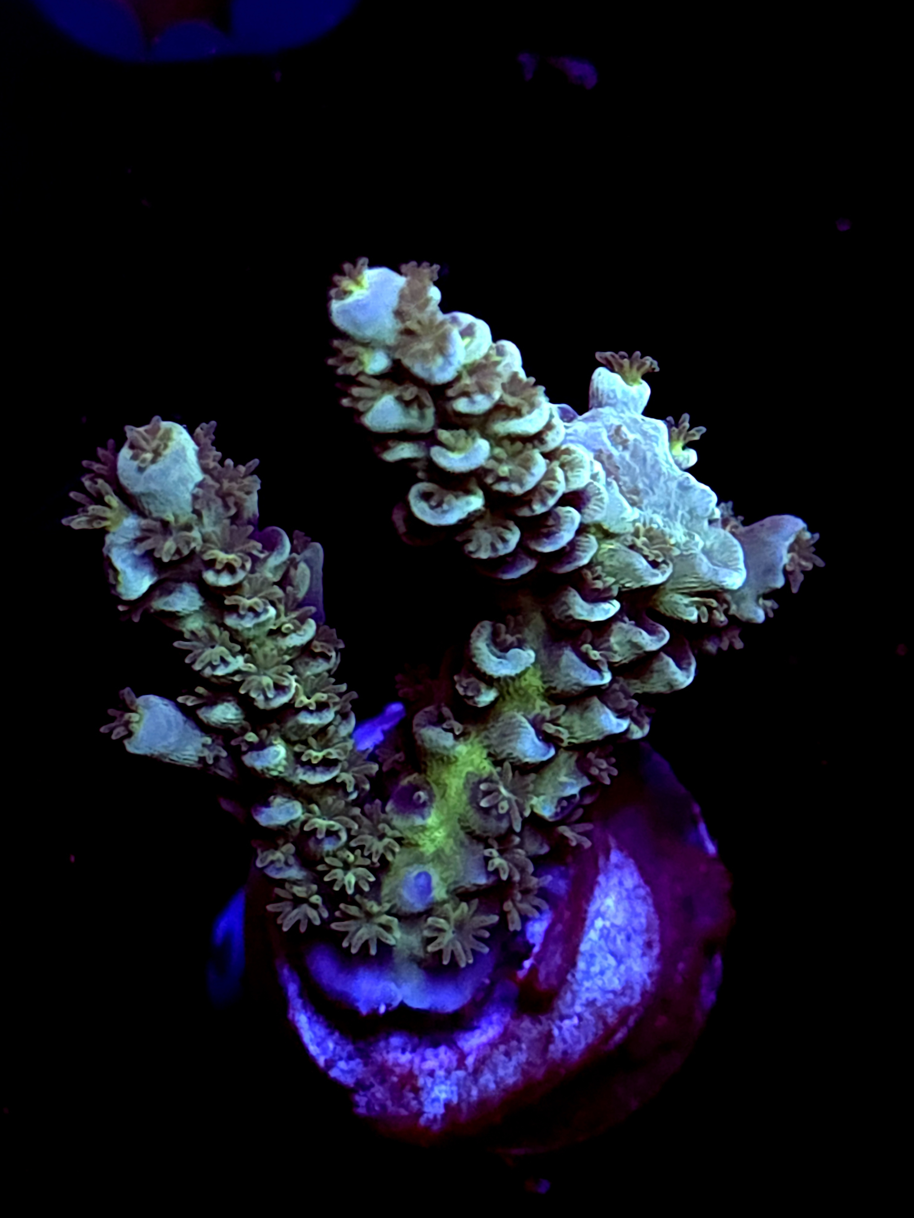 SBB "Viral Surge" Acro Medium 3 Branch